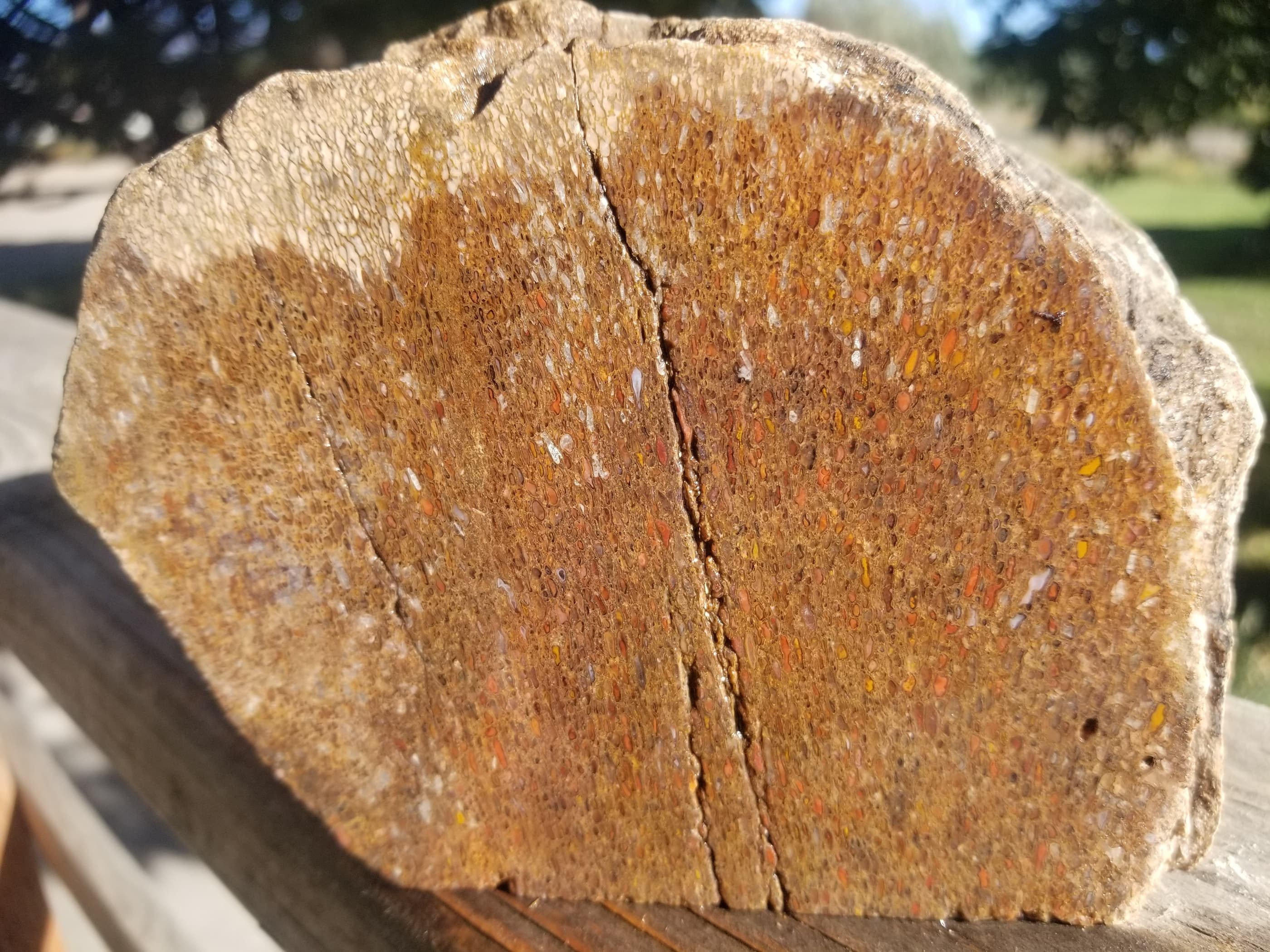 Great Agatized Dinosaur Gem Bone Multicolor Natural Specimen Rough/Unpolished 6Lb