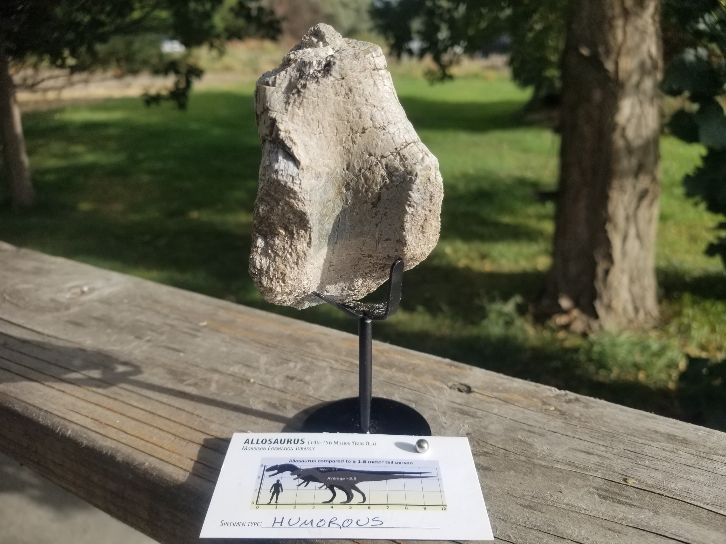 Nice Allosaurus Tibia Section Fossil Specimen Jurassic Morrison CO - Stand Included