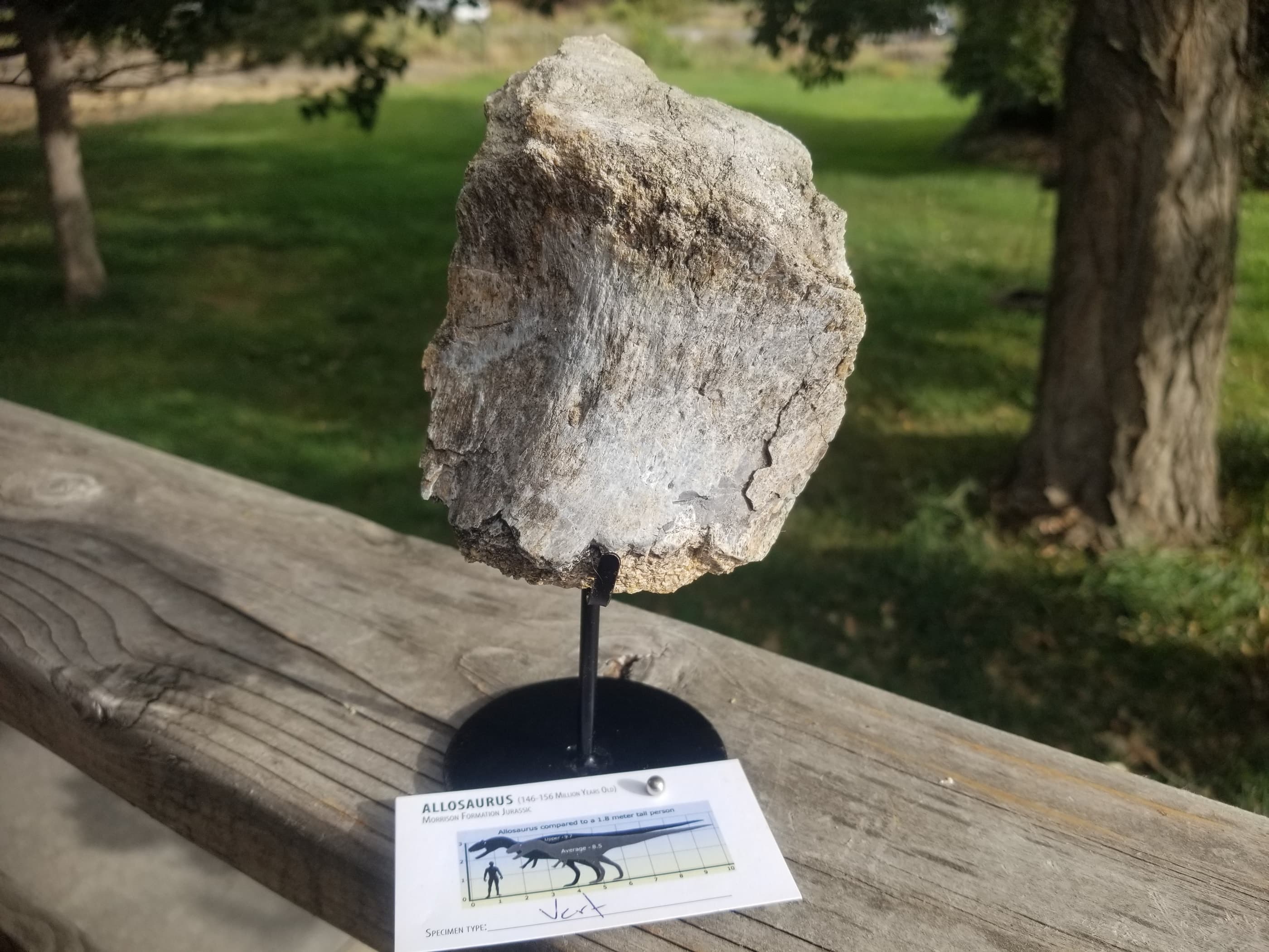 Allosaurus Vertebra Section Fossil Specimen Jurassic Morrison Skull Creek CO