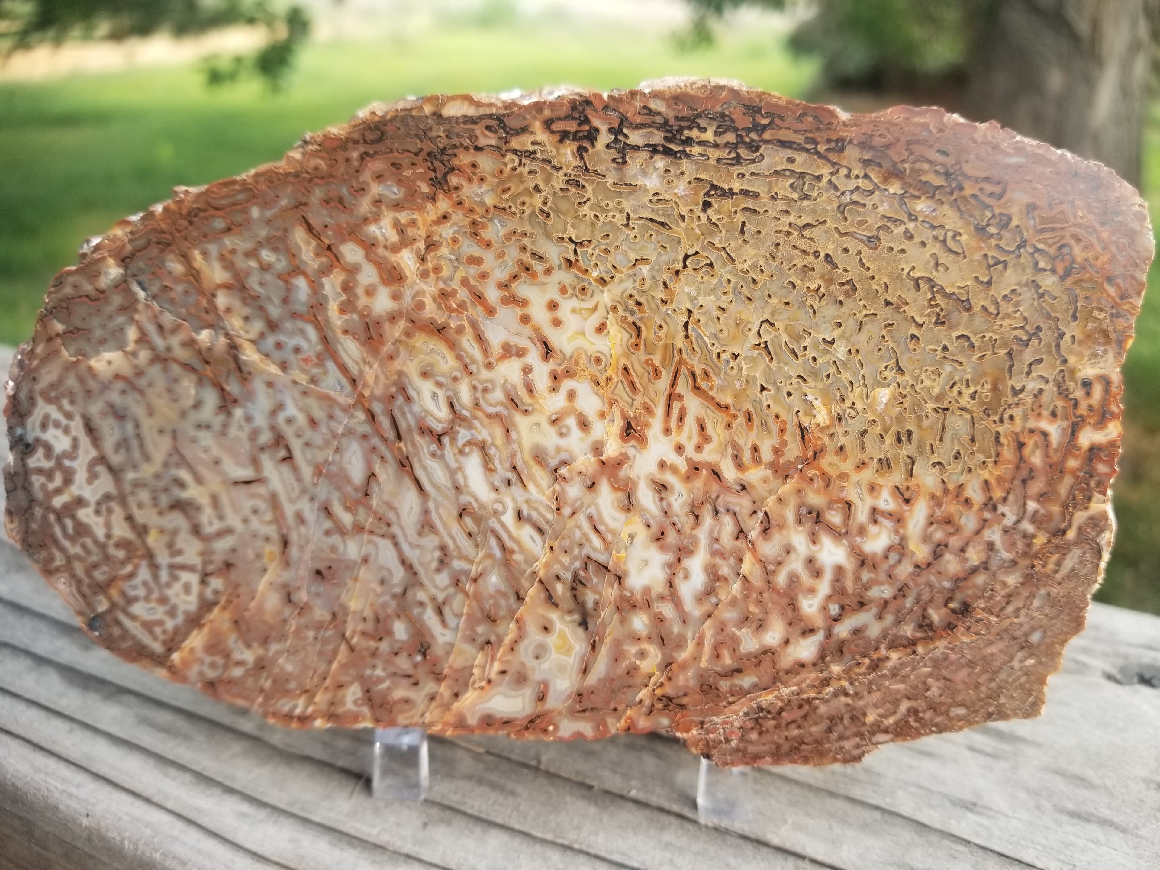 Amazing Unique Polished Large Cell Agatized Jurassic Dinosaur Gem Bone Thick Slab Dark Webbing Pastels 802g