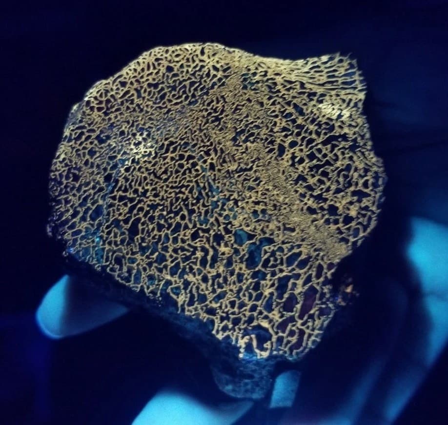 Amazing Polished Large Cell Agatized Jurassic Dinosaur Gem Bone Specimen Fluorescent Webbing w/Stand