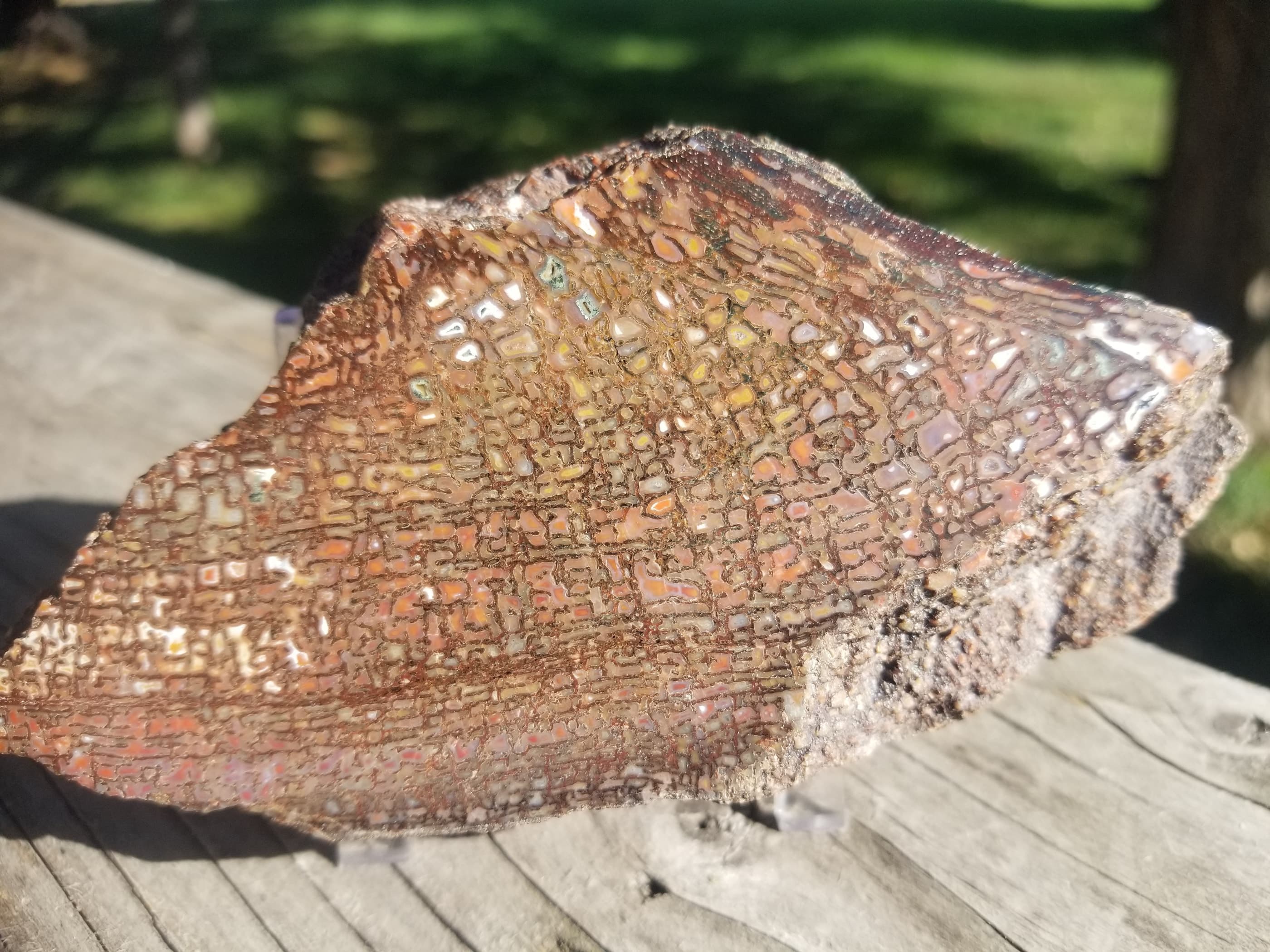 Polished Rainbow Multicolor Large Cell Agatized Jurassic Dinosaur Gem Bone Specimen 318g