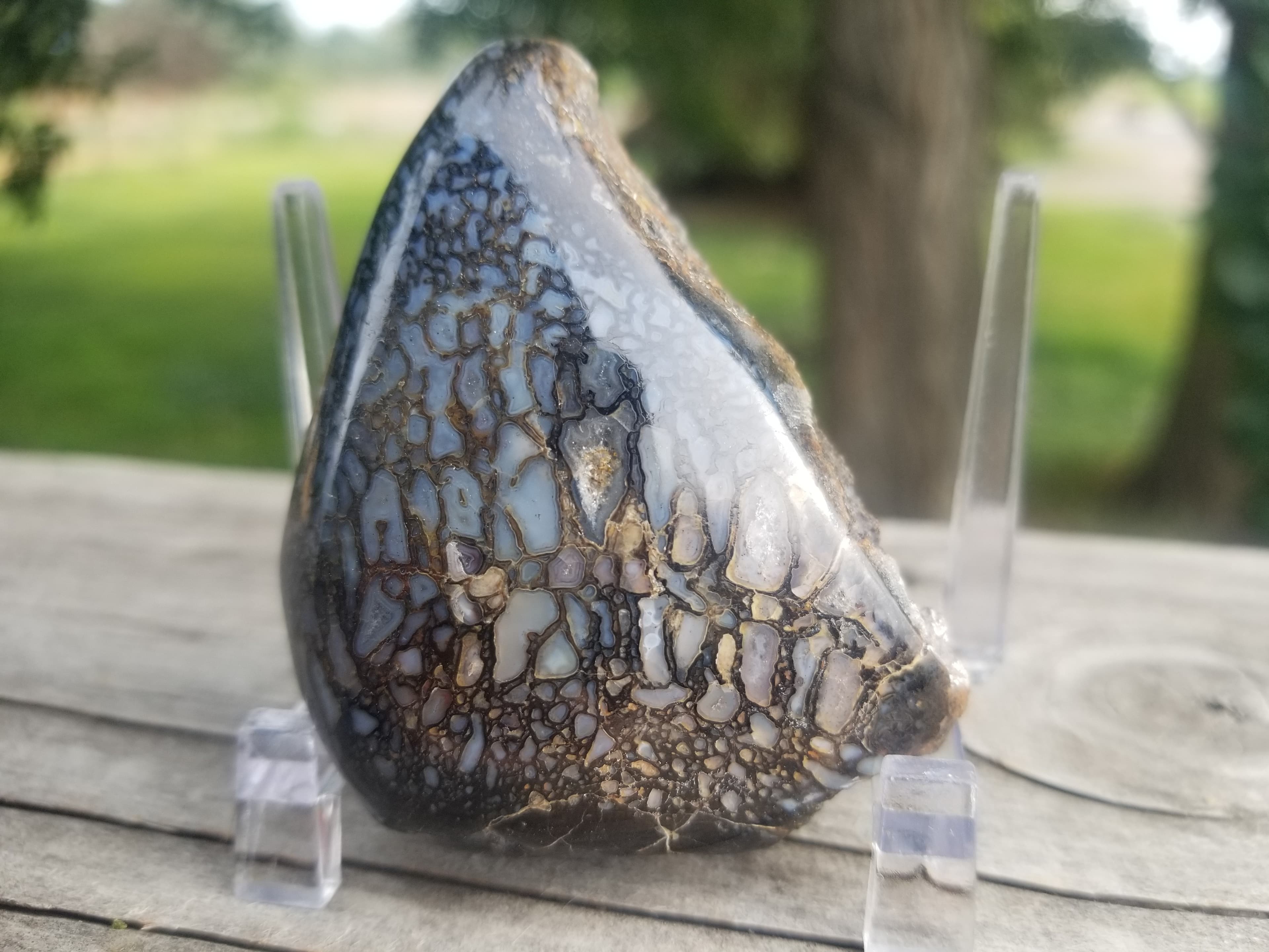 Amazing Rare Polished Large Cell Fortification Agatized Jurassic Dinosaur Gem Bone End Specimen Fluorescent Translucent Dark Webbing 88g