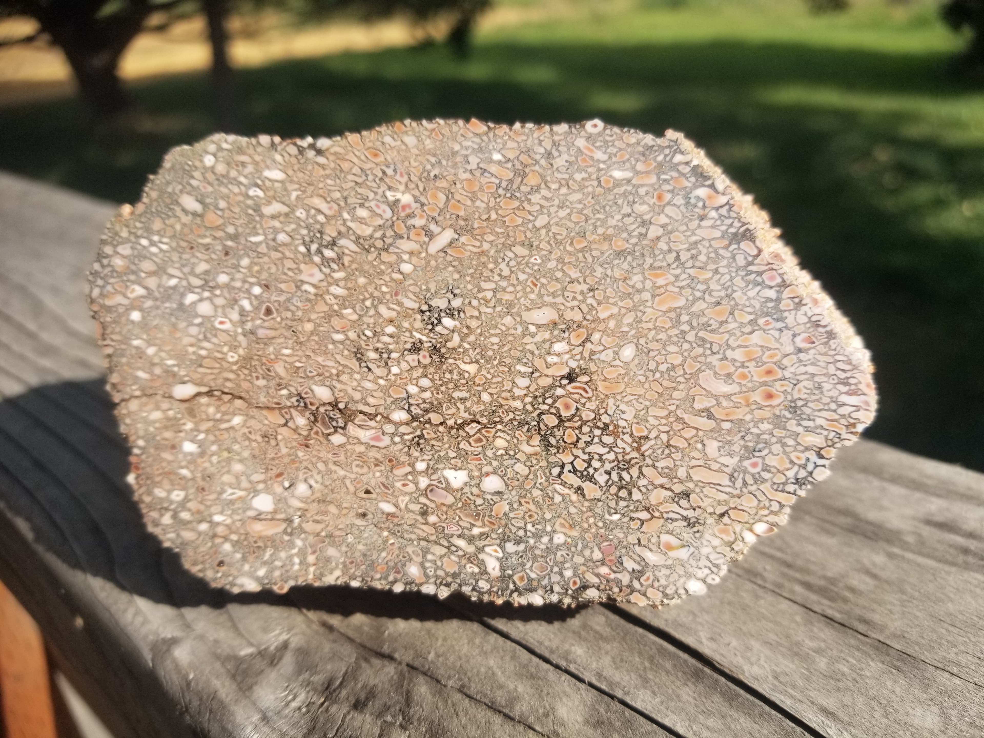 Amazing Unique Polished Pink Cell Multicolor Pastels Agatized Jurassic Dinosaur Gem Bone Specimen 1.75Lb