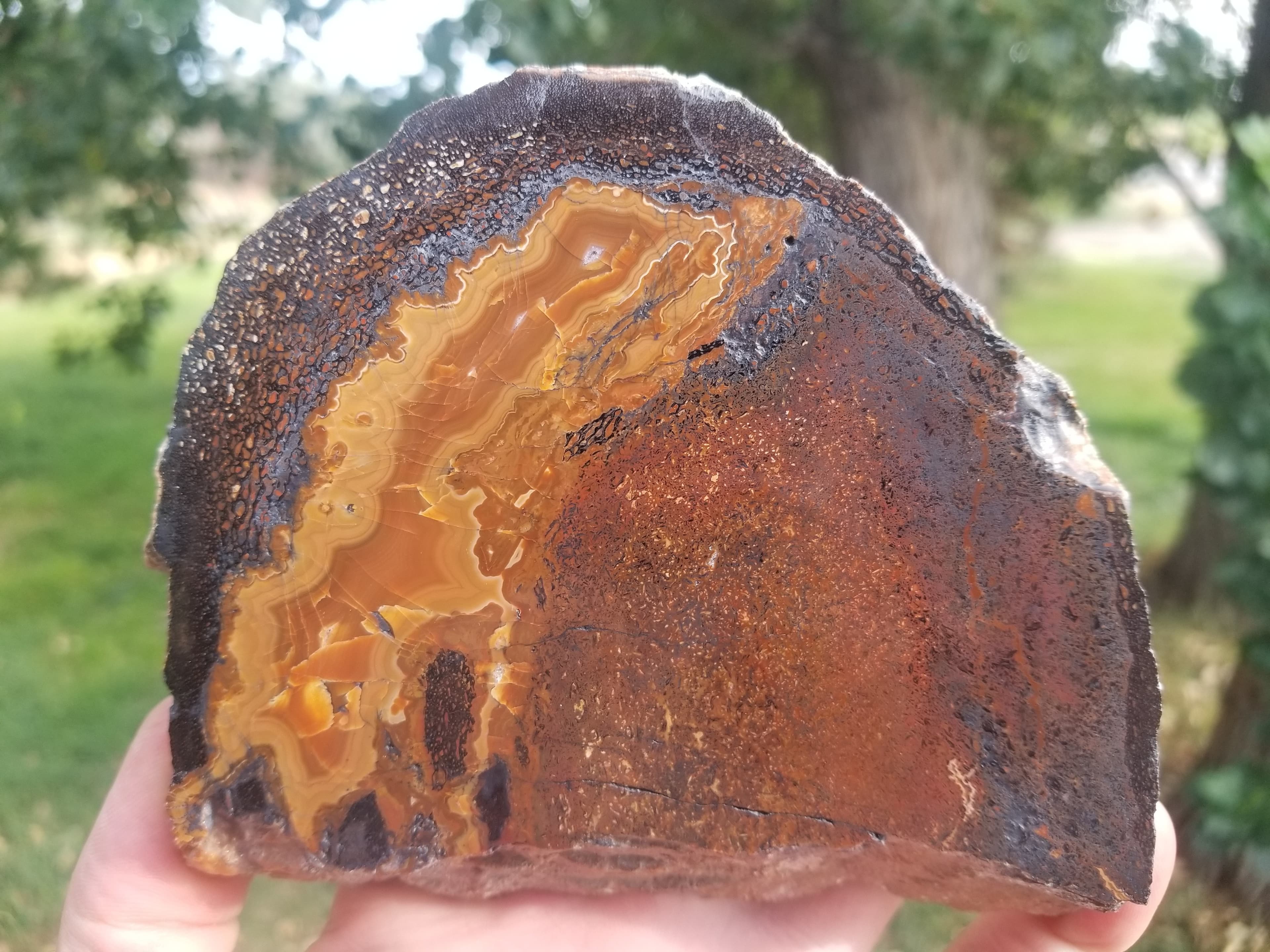 Amazing Unique Polished Rainbow Cell Agatized Jurassic Dinosaur Gem Bone Thick Slab Pastels Large Fortification 467g