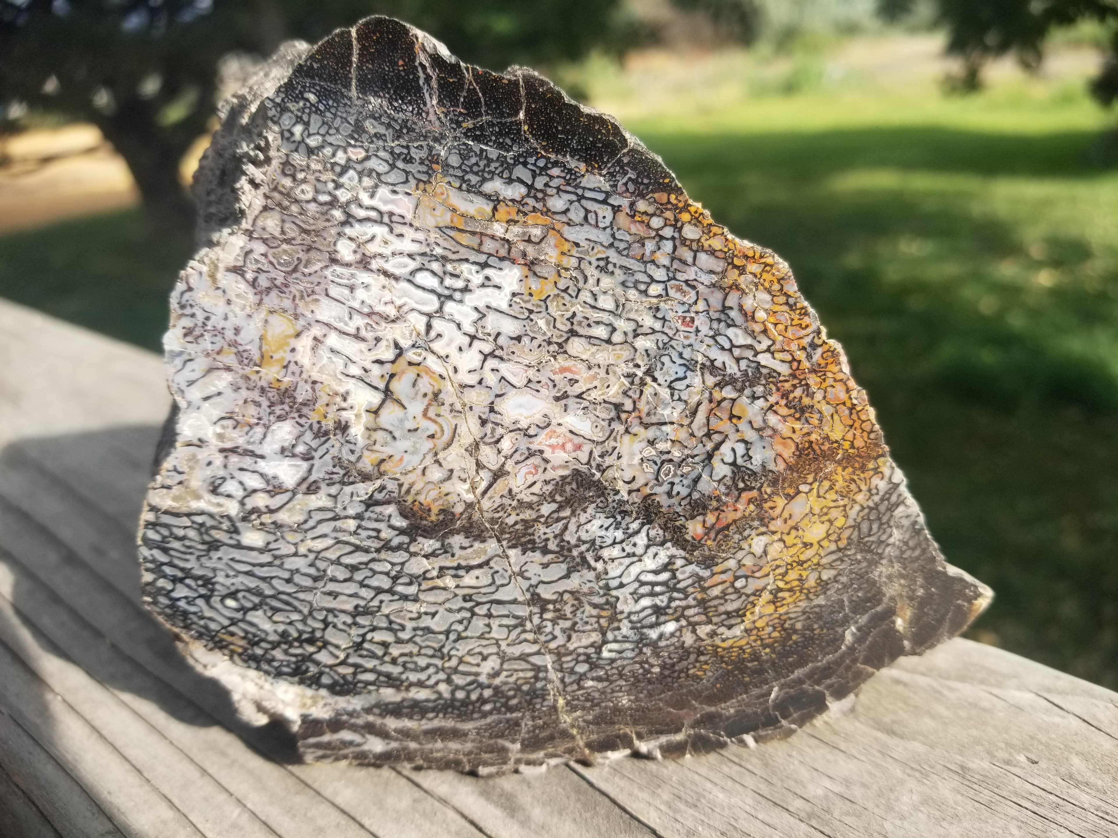 Amazing Unique Polished Both Sides Large Cell Multicolor Agatized Jurassic Dinosaur Gem Bone Dark Webbing Pastels 2.4Lb