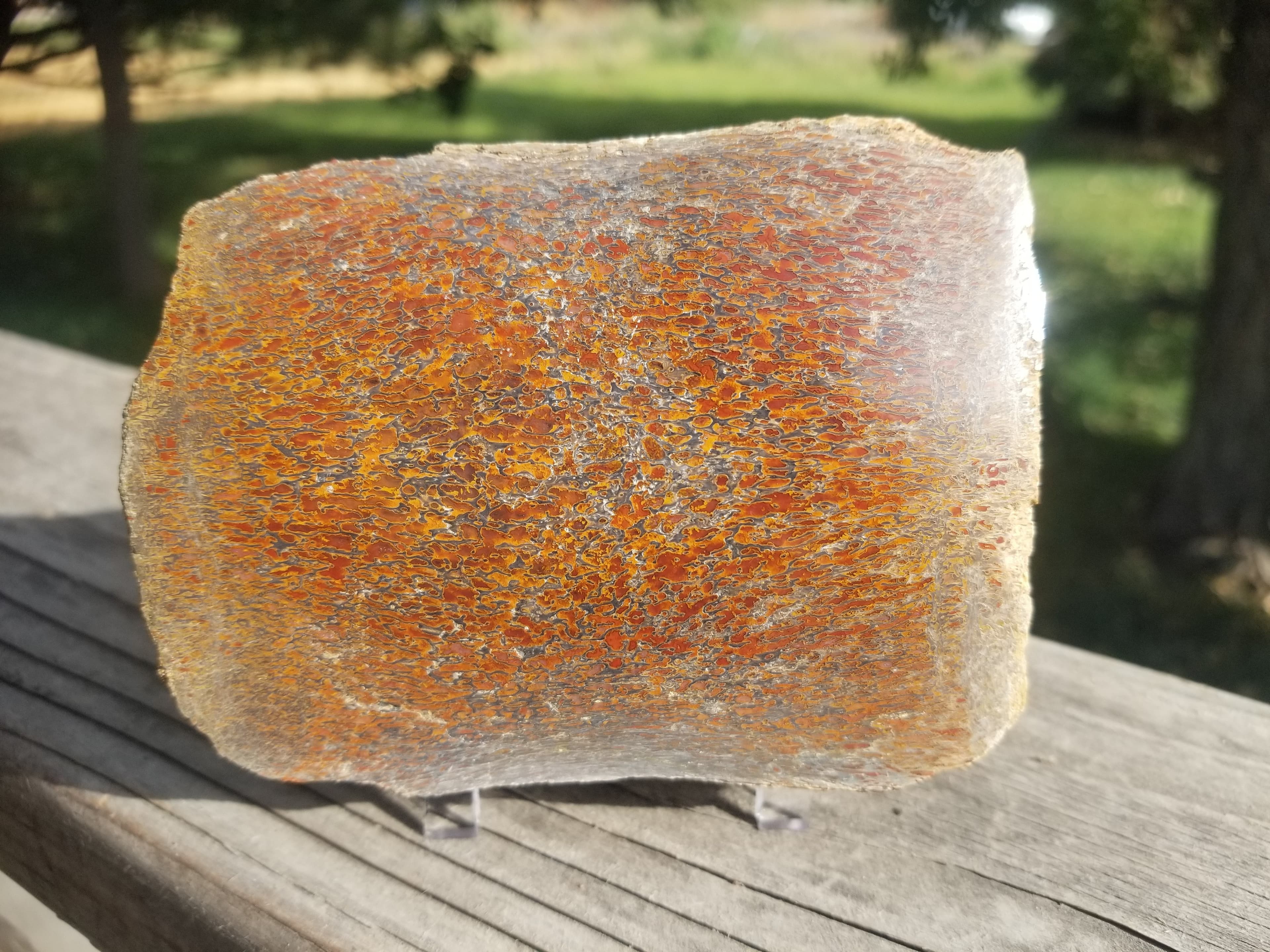 Great Unique Freeform Polished Intricate Cell Multicolor Agatized Jurassic Dinosaur Gem Bone Dark Webbing Pastels 1.5Lb