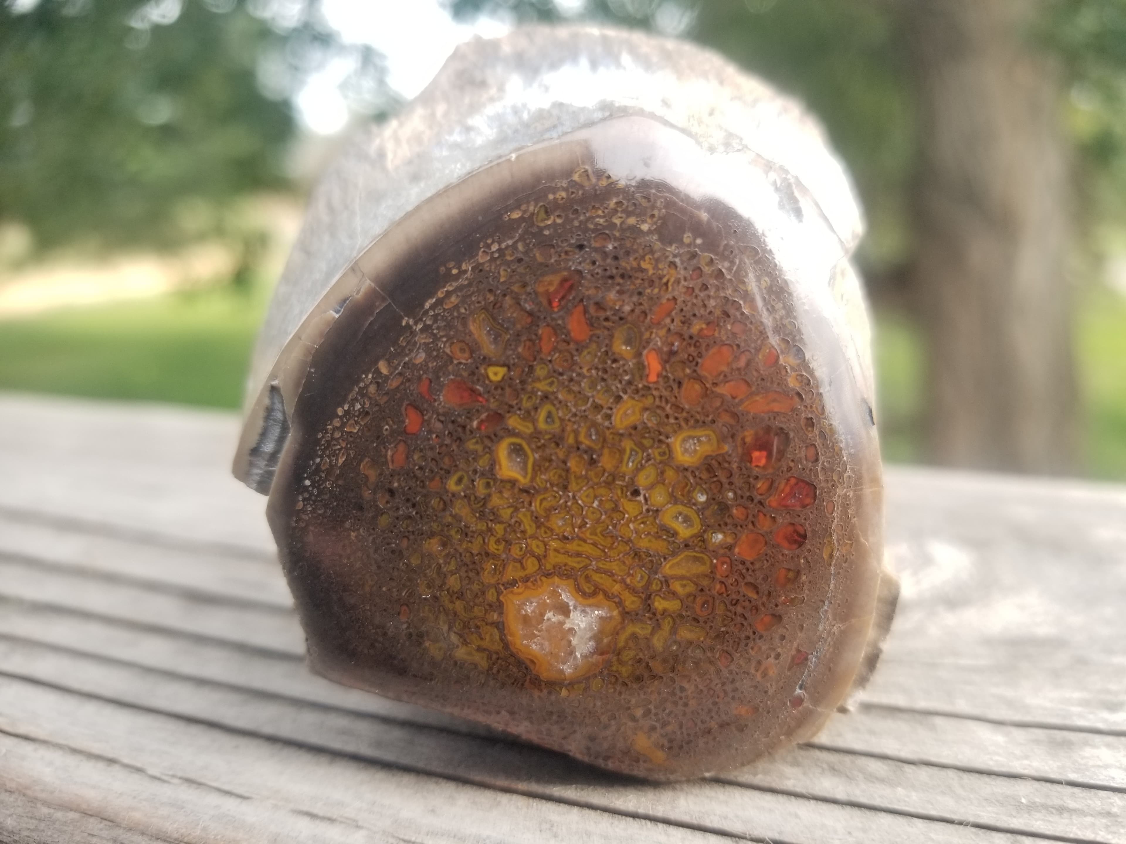 Amazing Unique Polished Large Cell Red/Yellow Agatized Jurassic Dinosaur Gem Bone Allosaurus Vert Specimen 215g