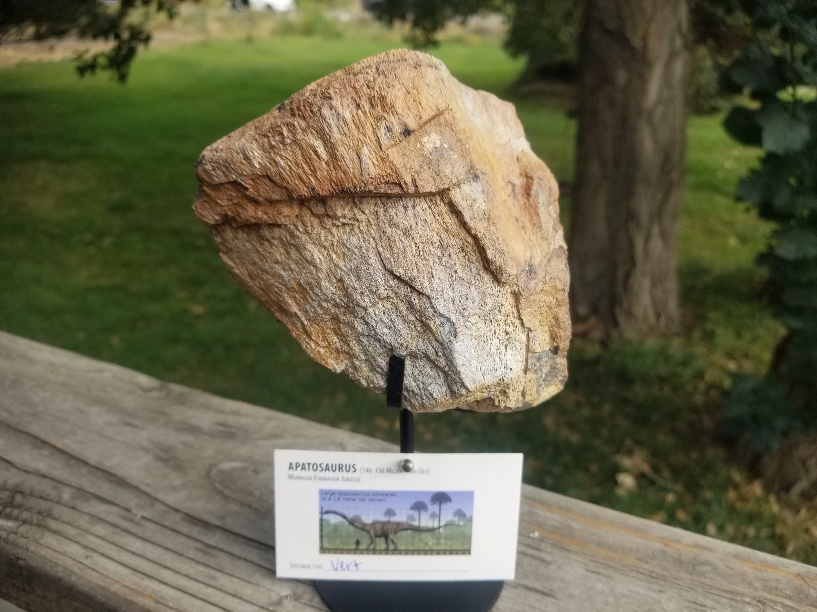 Apatosaurus (The Deceptive Lizard) Vert Section Fossil Dinosaur Specimen Jurassic Morrison