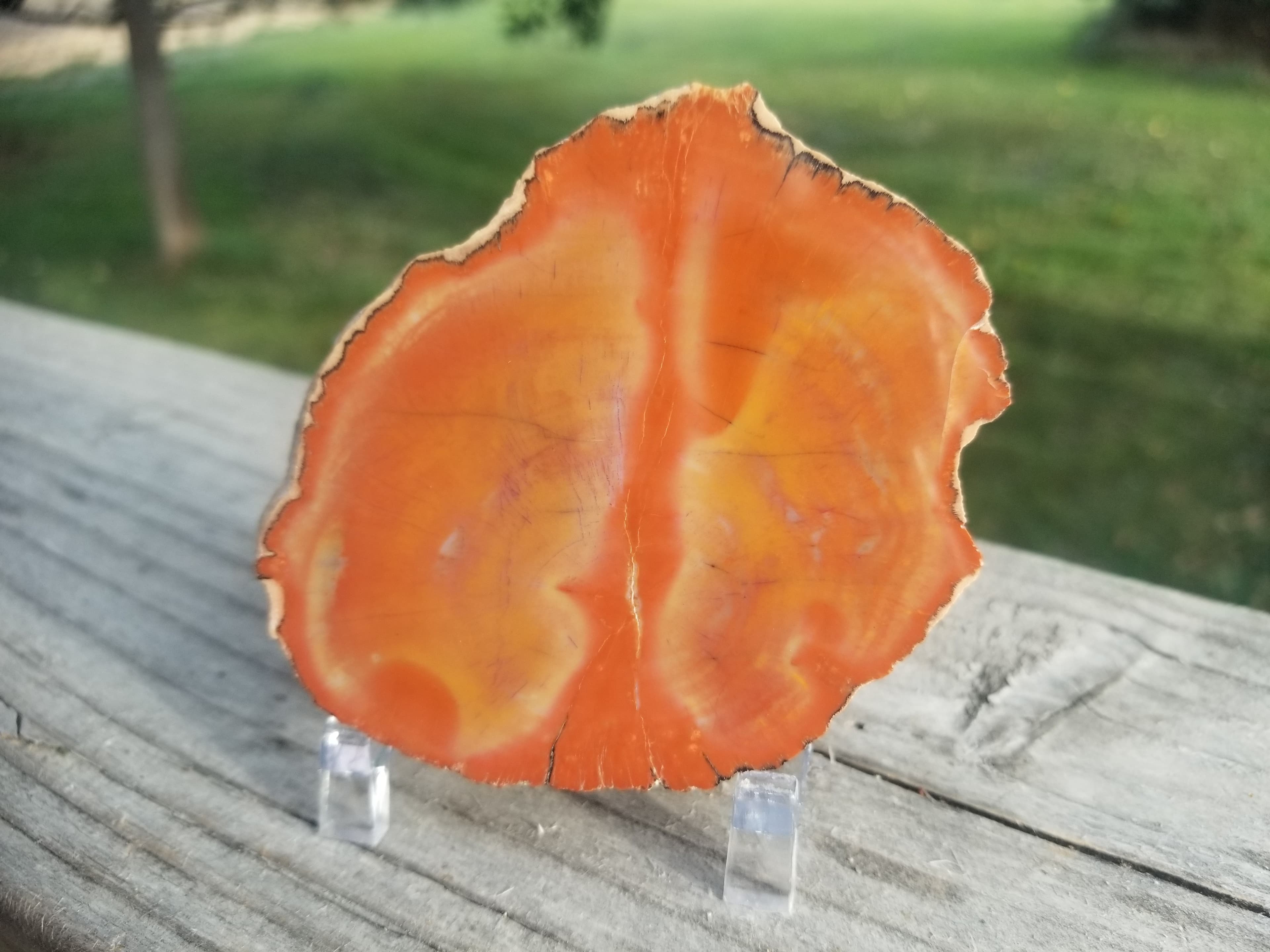 Nice Polished Arizona Petrified Rainbow Wood Limb Round Endcut Late Triassic