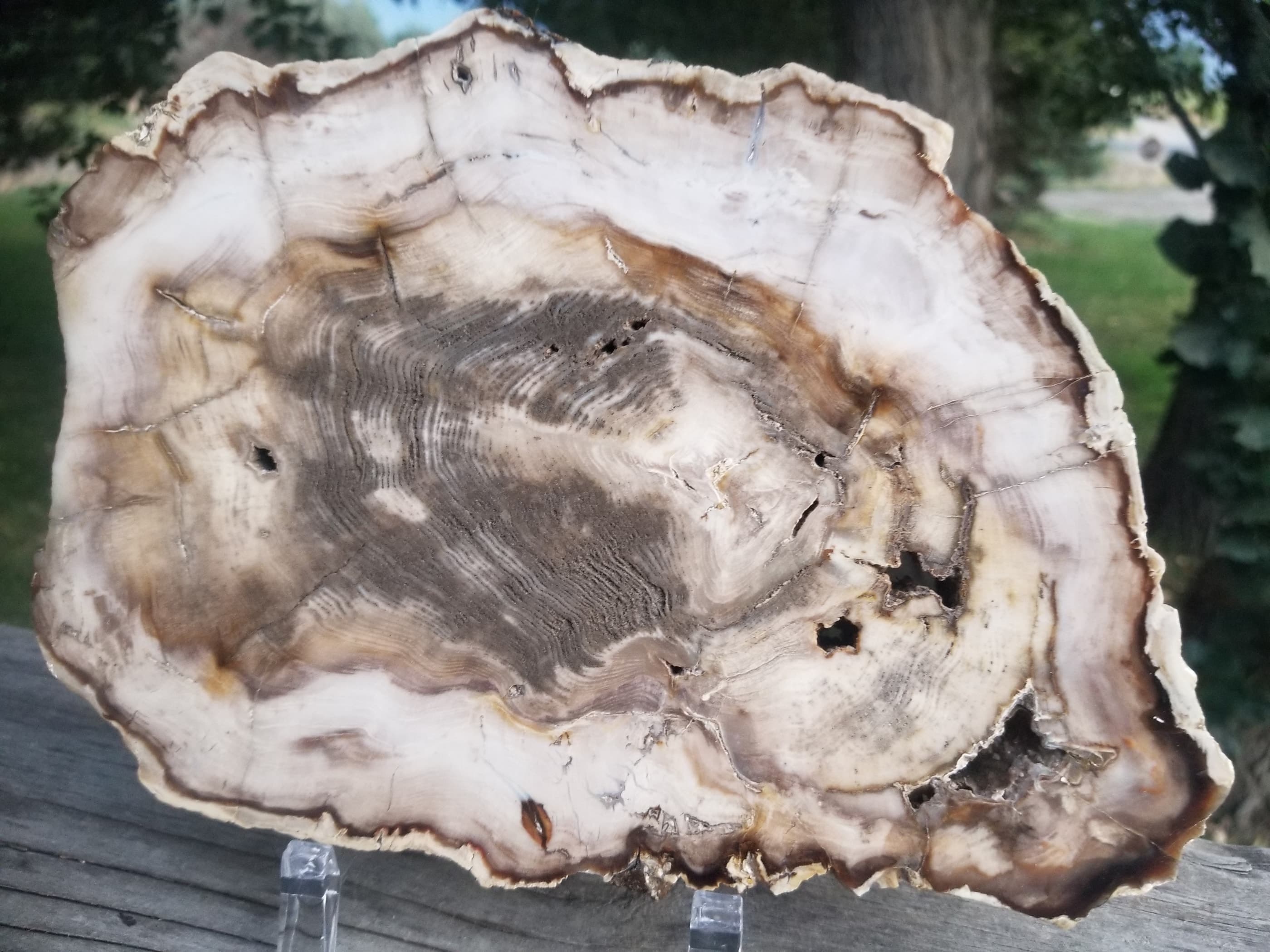 Beautiful 11+" Washington Cypress Polished Petrified Wood Round Slab Specimen