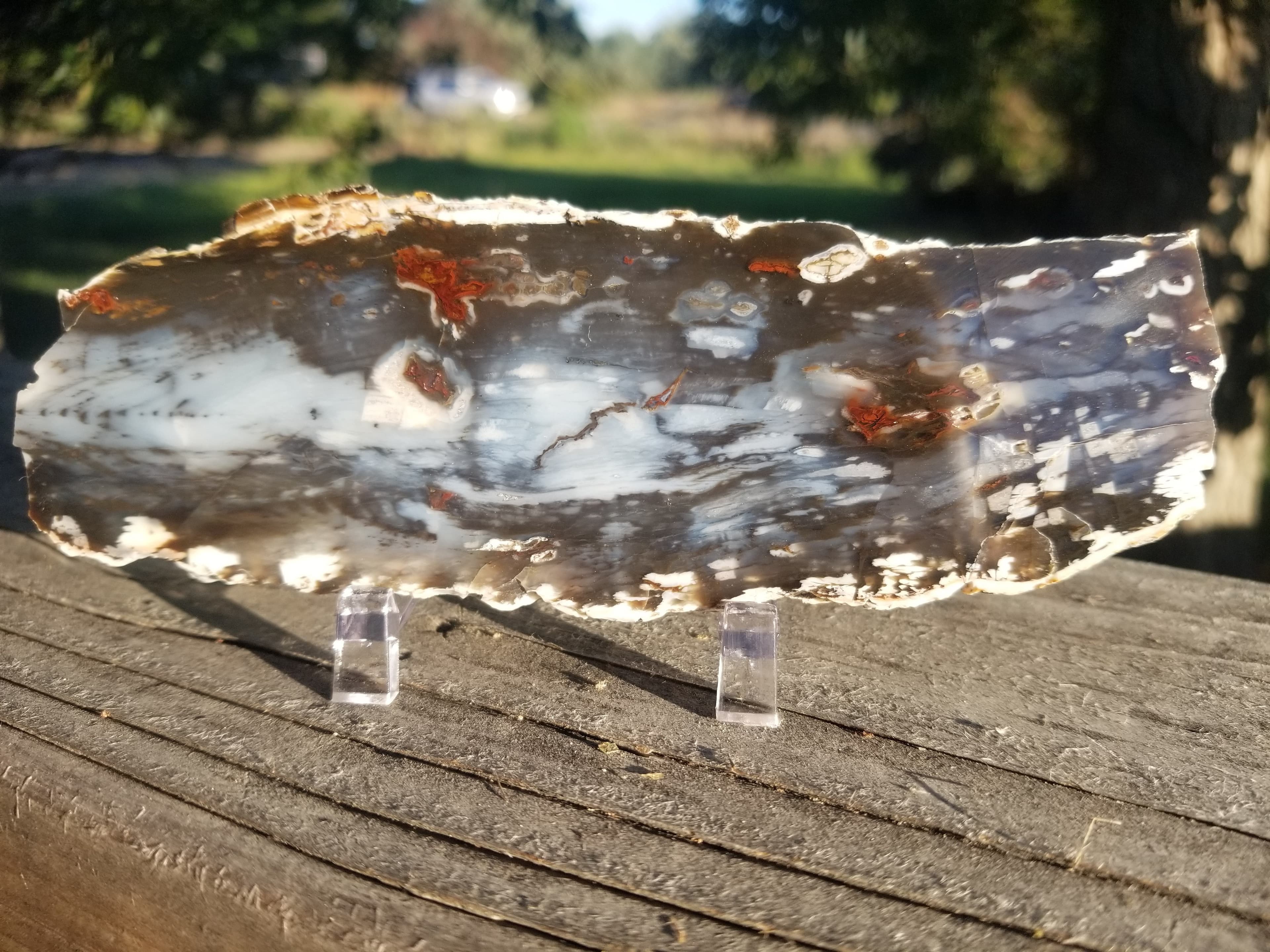 Beautiful Blue Unique Hubbard Basin Polished Petrified Wood Display Miocene NV