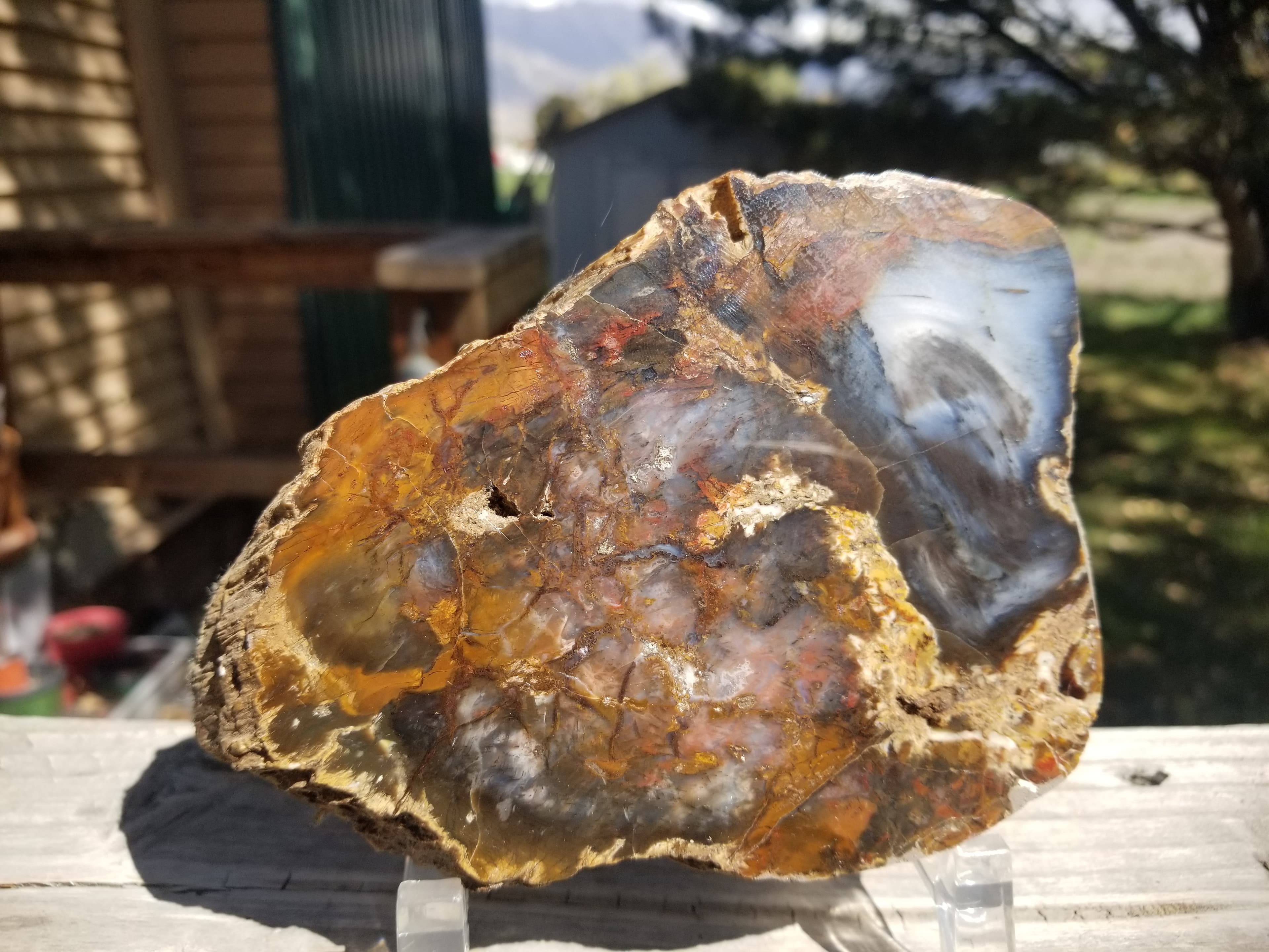 Beautiful 6"x4" Hubbard Basin Polished Petrified Wood Round Display Miocene NV