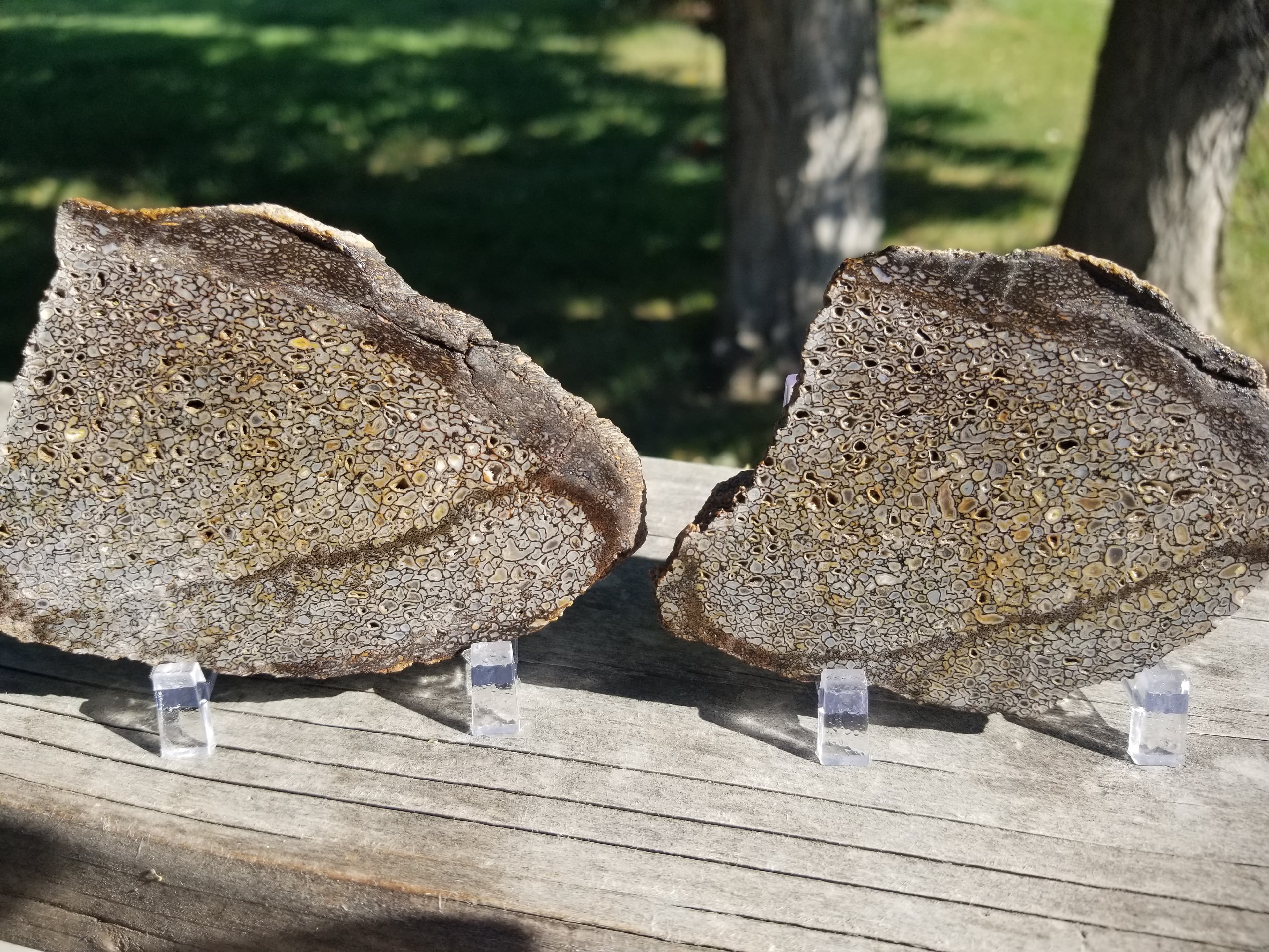 Beautiful Agatized Dinosaur Gem Bone Slabs Blue Multicolor Natural Specimen Rough/Unpolished 168g