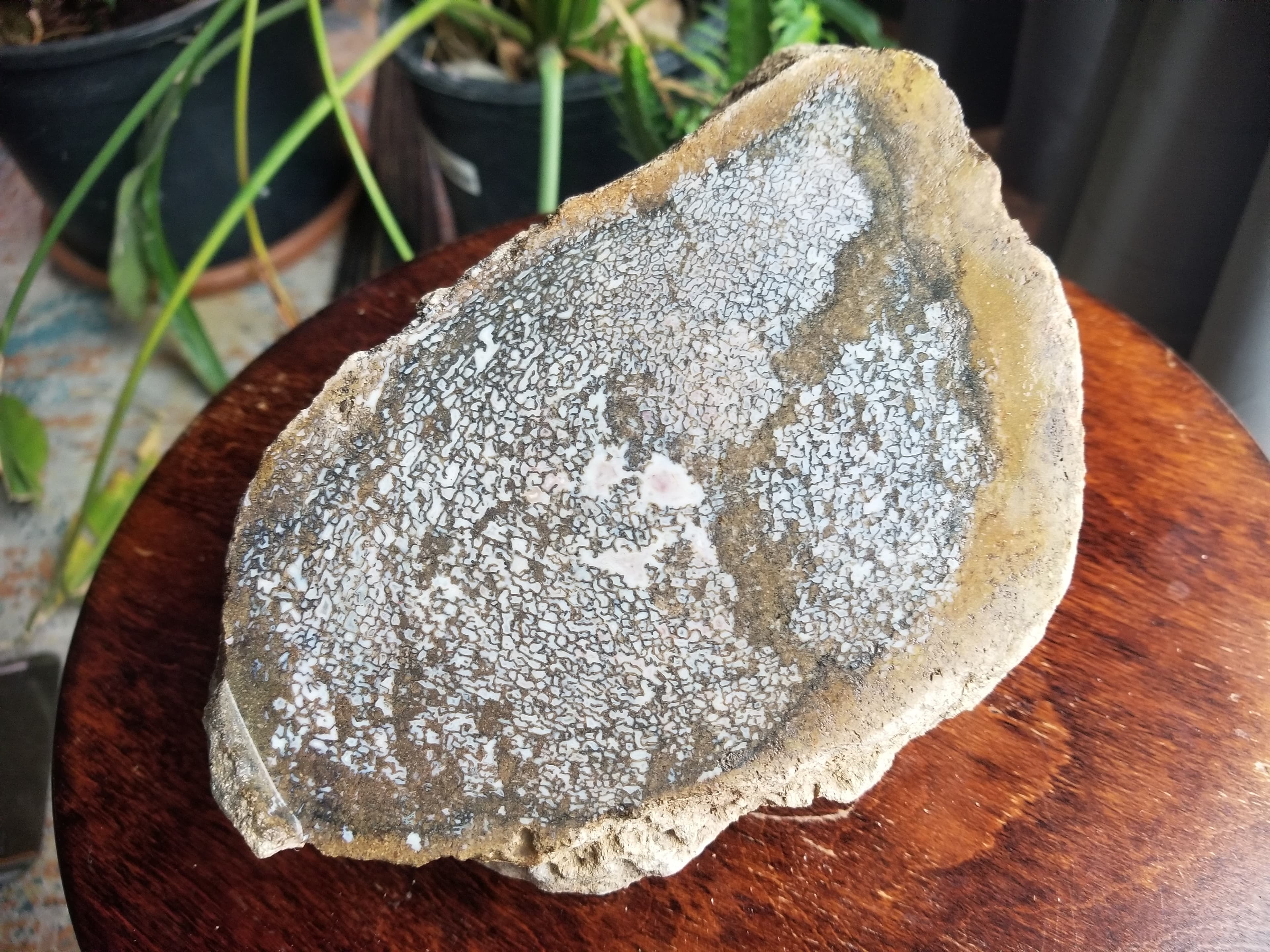 Beautiful Large Agatized Dinosaur Gem Bone Blue/White Multicolor Natural Specimen Rough/Unpolished 9.75Lb