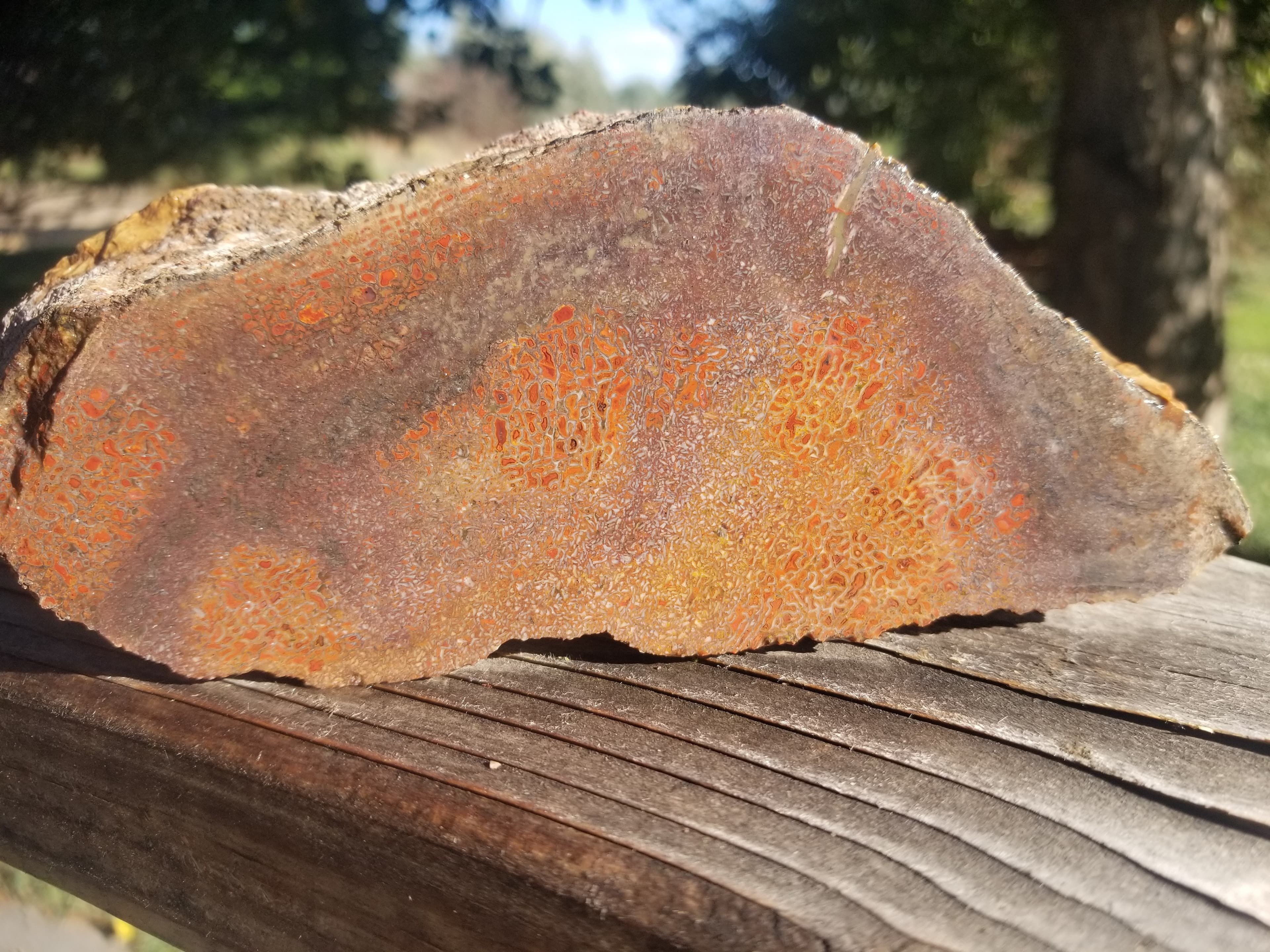 Beautiful Agatized Dinosaur Gem Bone Deep Red Multicolor Natural Specimen Rough/Unpolished 2.5Lb