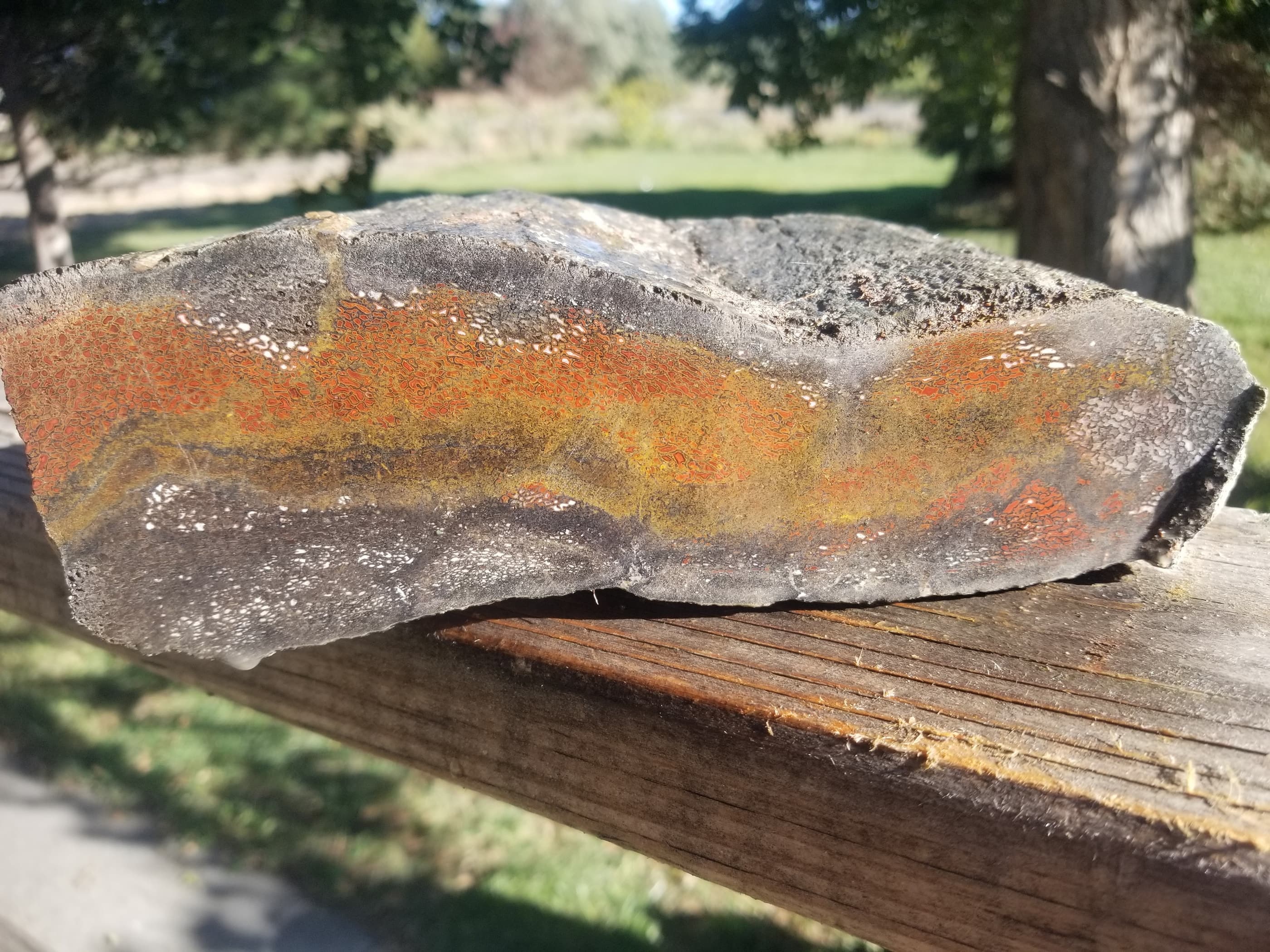 Beautiful Agatized Dinosaur Gem Bone Deep Red Multicolor Natural Specimen Rough/Unpolished 5+Lb