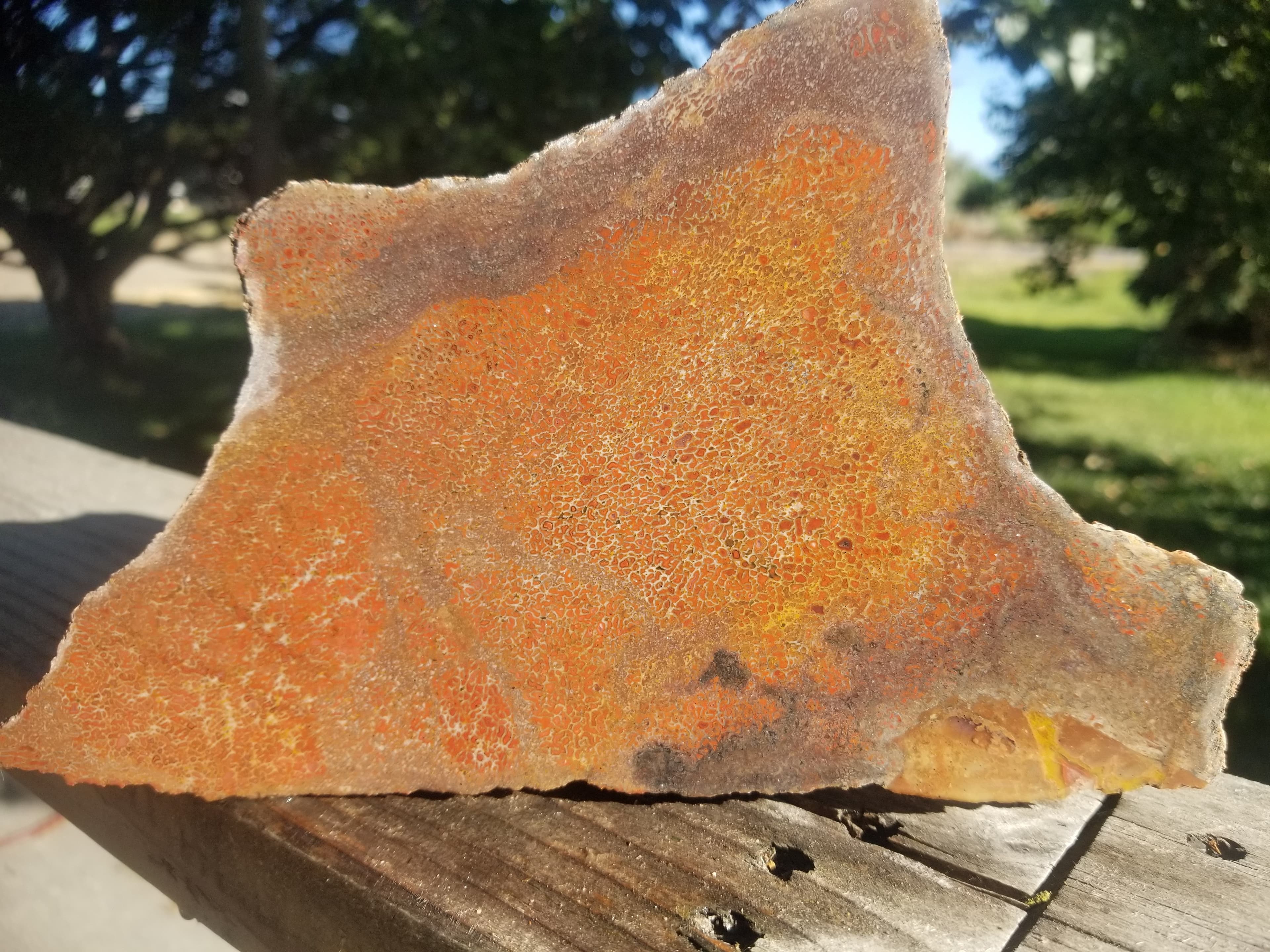 Beautiful Agatized Dinosaur Gem Bone Deep Red Multicolor Natural Specimen Rough/Unpolished 5+Lb