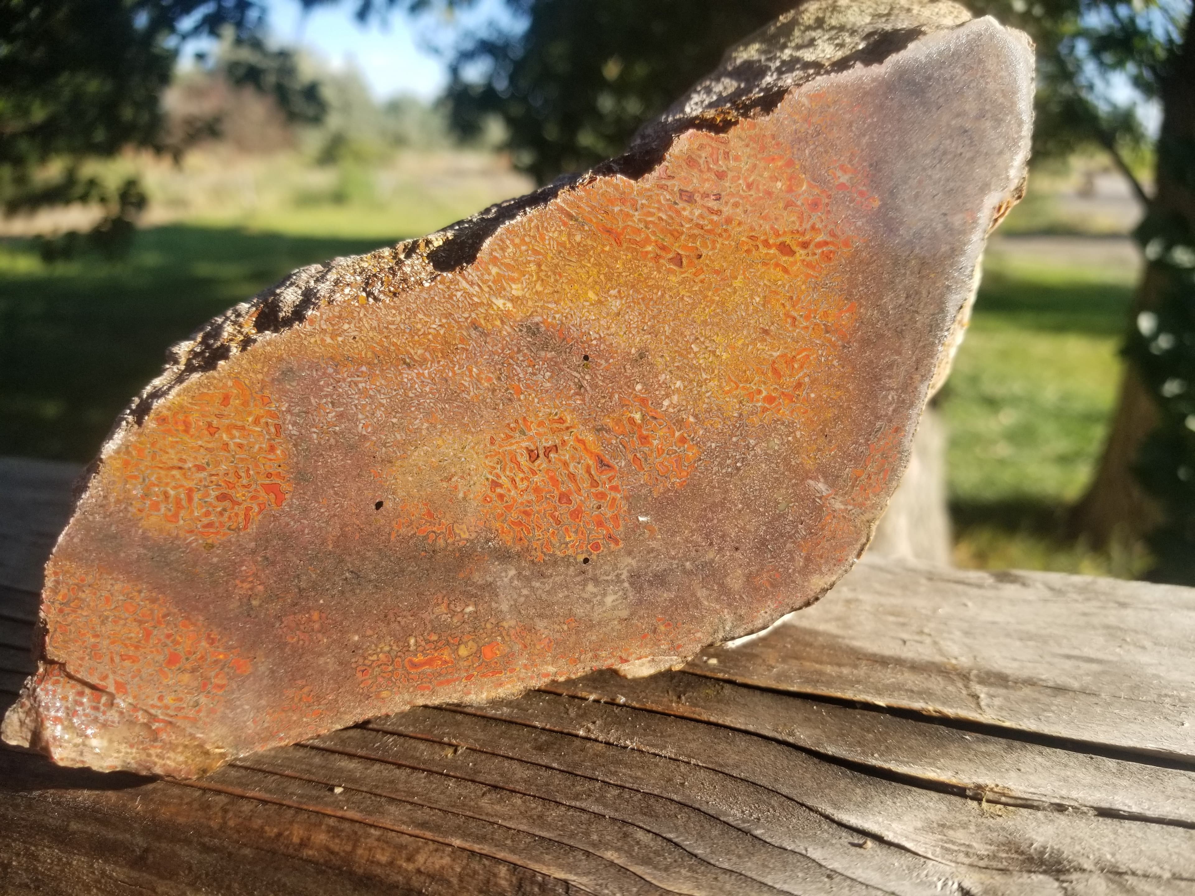 Beautiful Agatized Dinosaur Gem Bone Deep Red Multicolor Natural Specimen Rough/Unpolished 3.5Lb