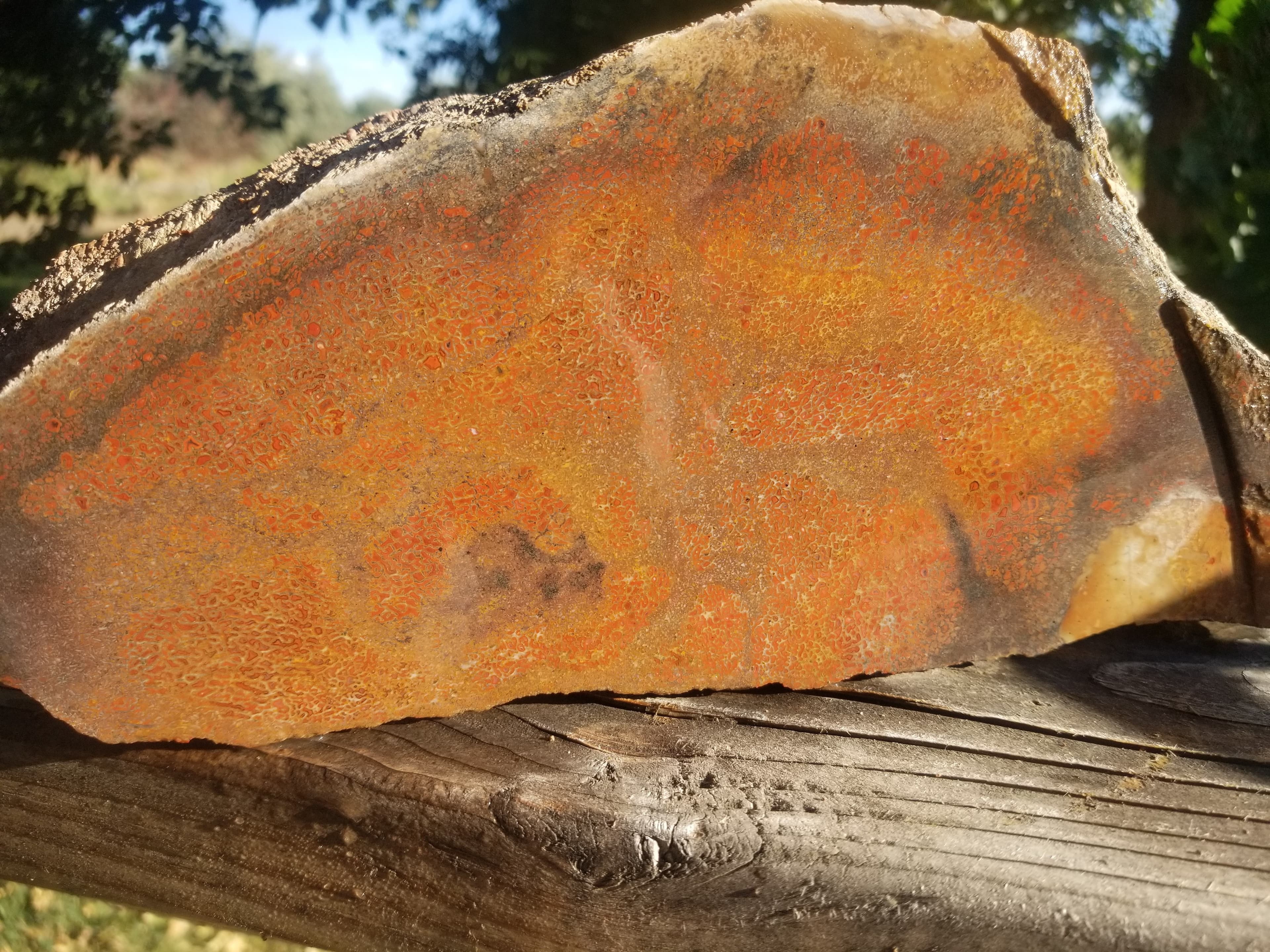 Beautiful Agatized Dinosaur Gem Bone Deep Red Multicolor Natural Specimen Rough/Unpolished 6+Lb