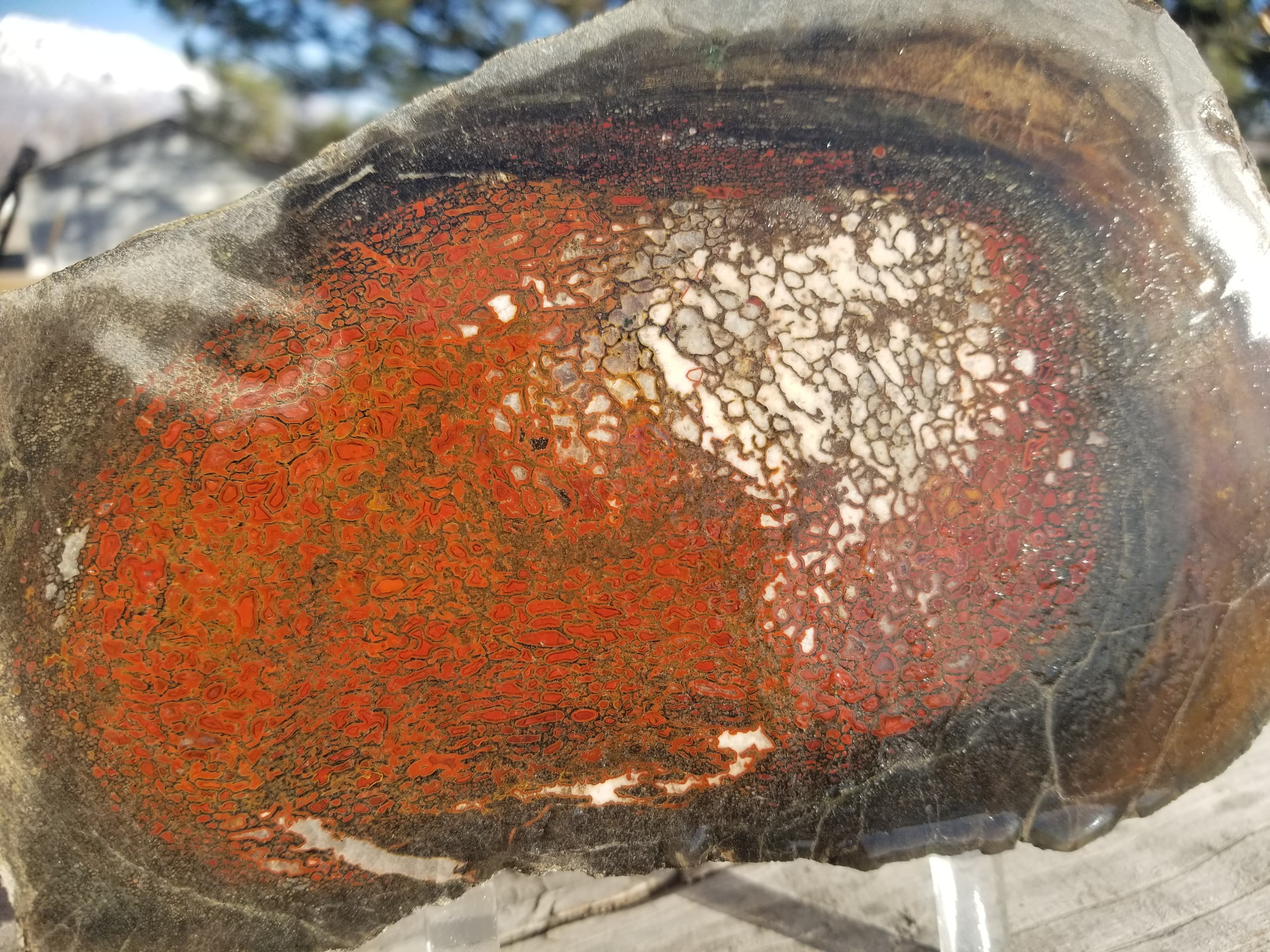 Beautiful Agatized Dinosaur Gem Bone Red White Large Cell Natural Specimen Unpolished 4.5Lb 8x5"