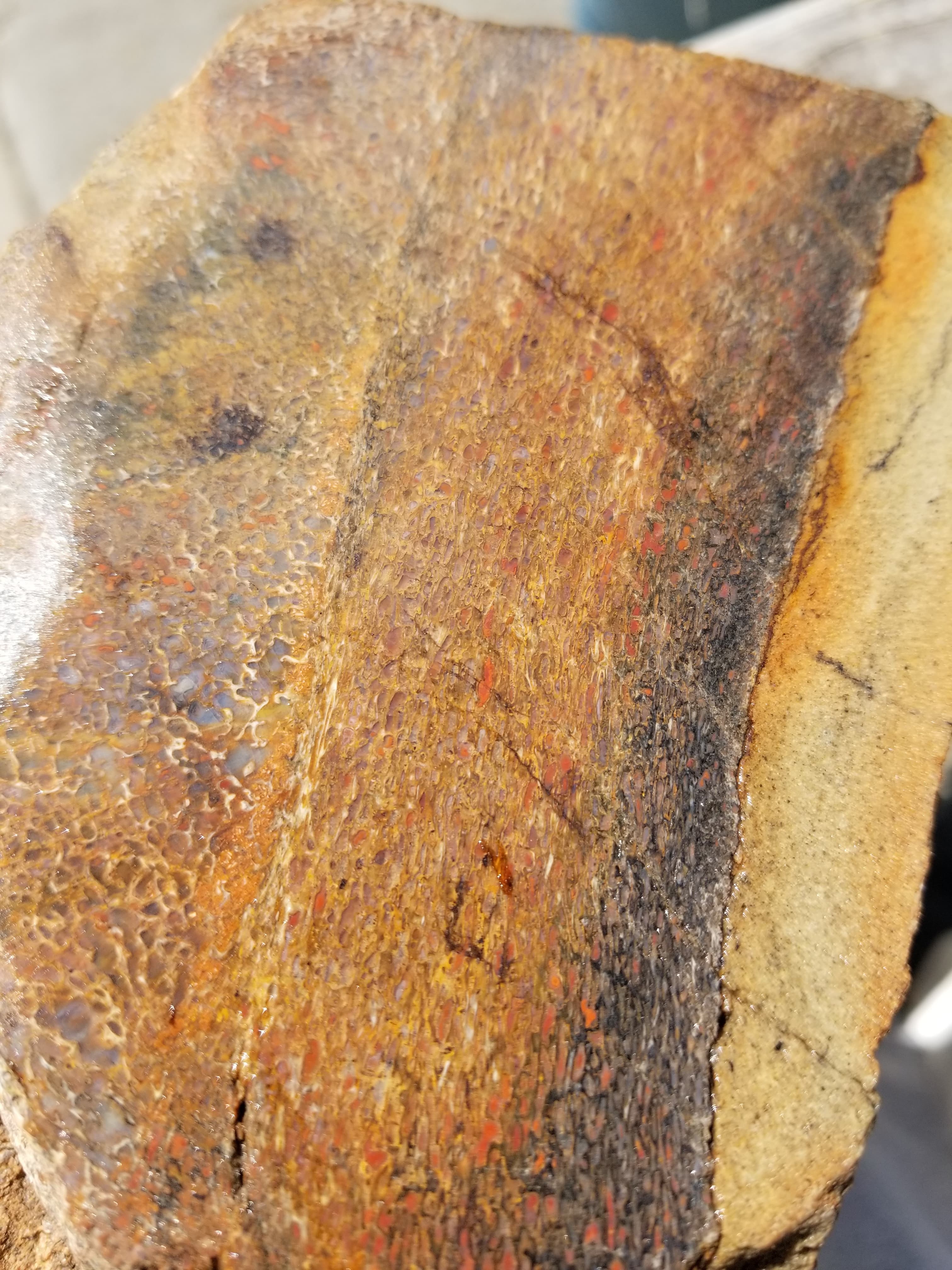 Beautiful Agatized Dinosaur Gem Bone Multicolor Natural Specimen Rough/Unpolished 6+Lb