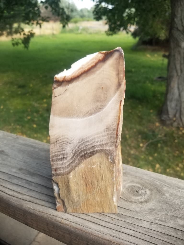 Beautiful Unique Polished Southern Utah Petrified Wood Upright/Book-end Specimen 3+Lb