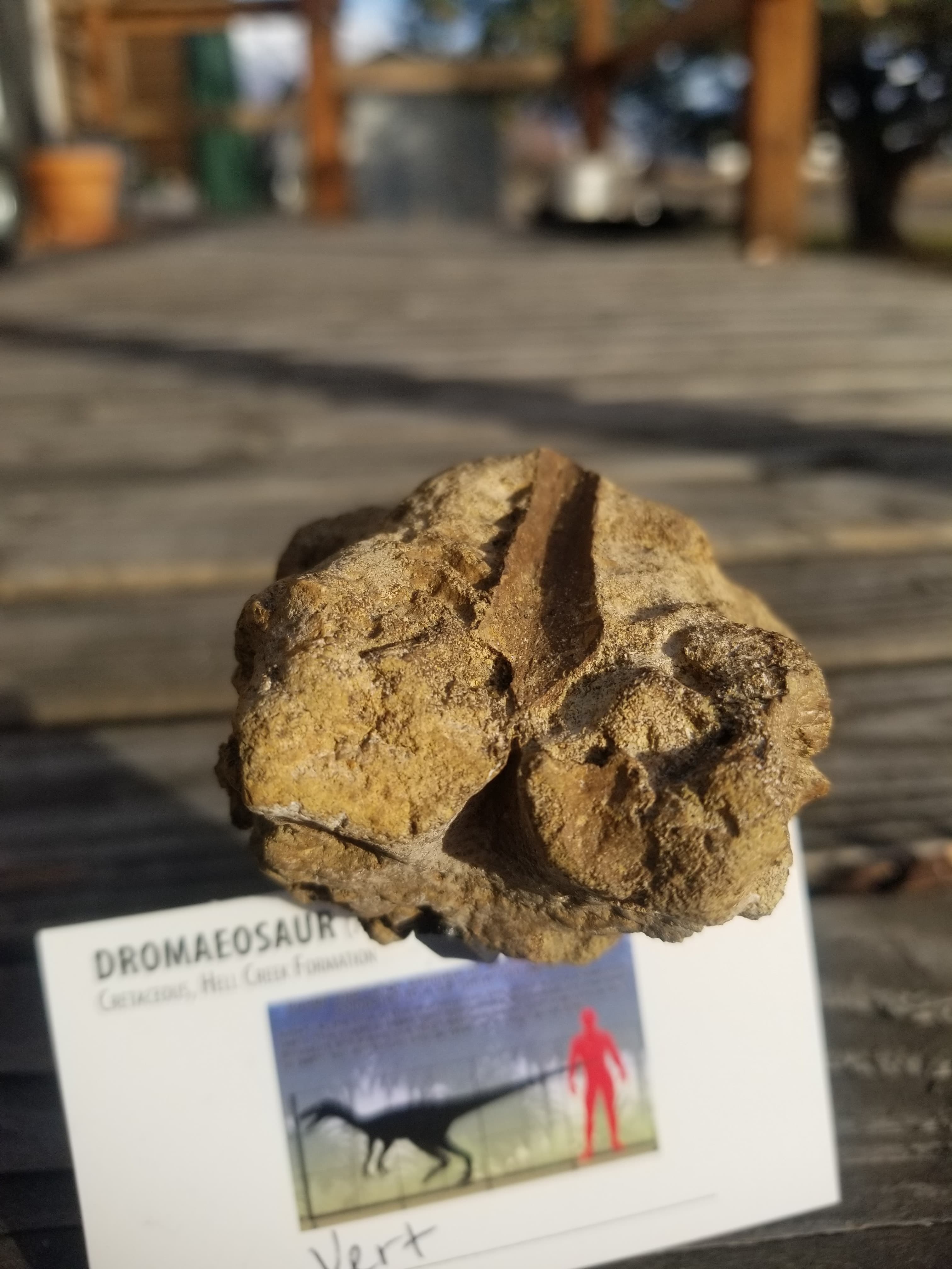 Beautiful Dromaeosaurus Raptor Vertebra Fossil Specimen Cretaceous Hell Creek MT