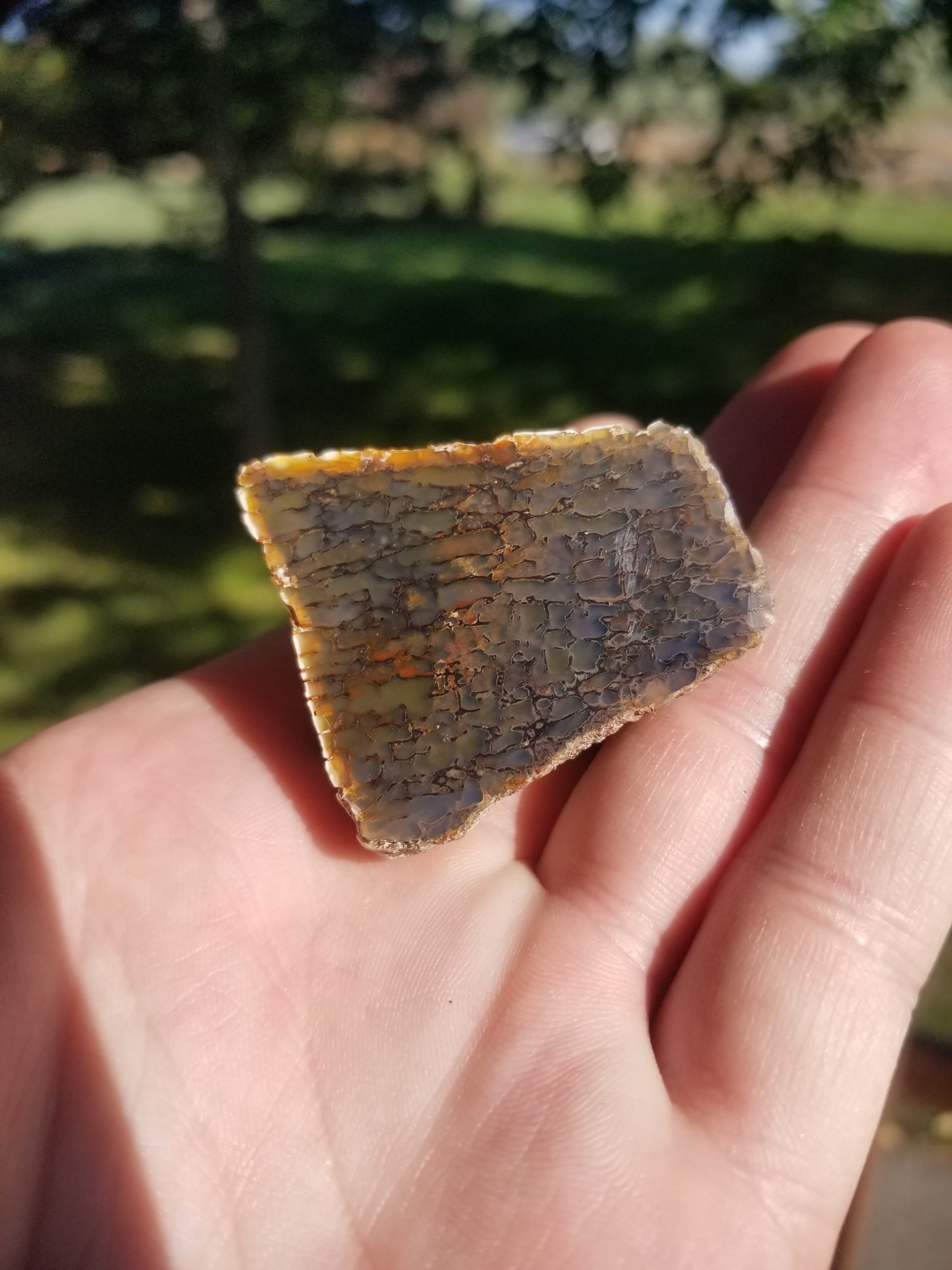 Beautiful Glassy Polished Gem Bone Specimen Old Stock Morrison Large Cell 53g