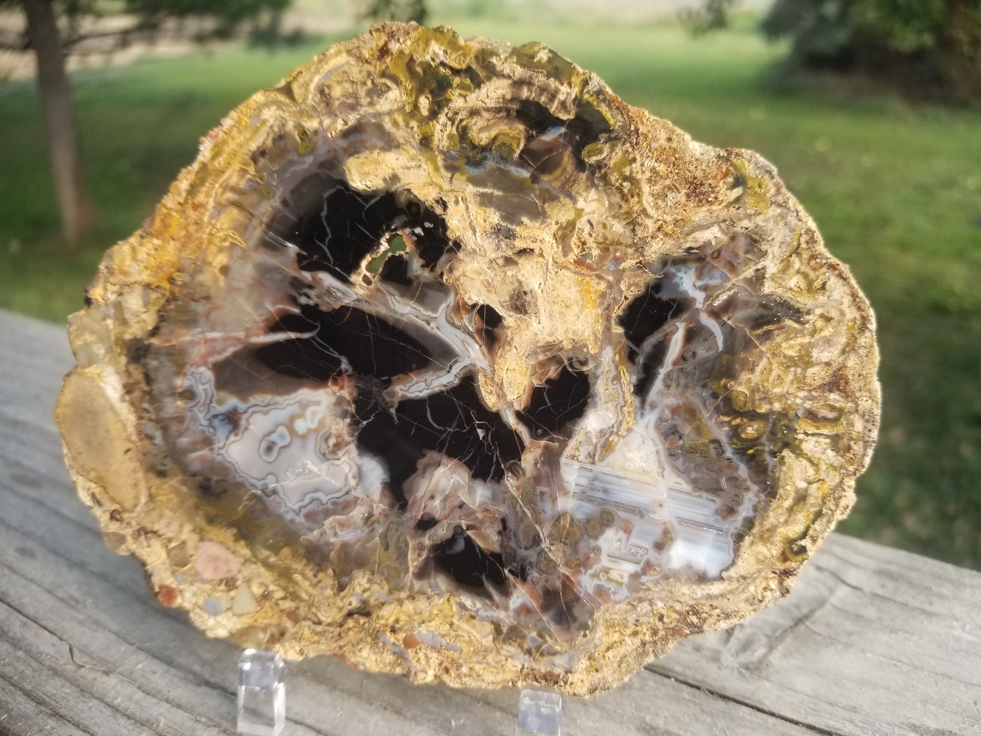 Beautiful Henry Mountains Polished Petrified Wood Round Slab Specimen Water Lines Fortification - Morrison Form, Southern UT