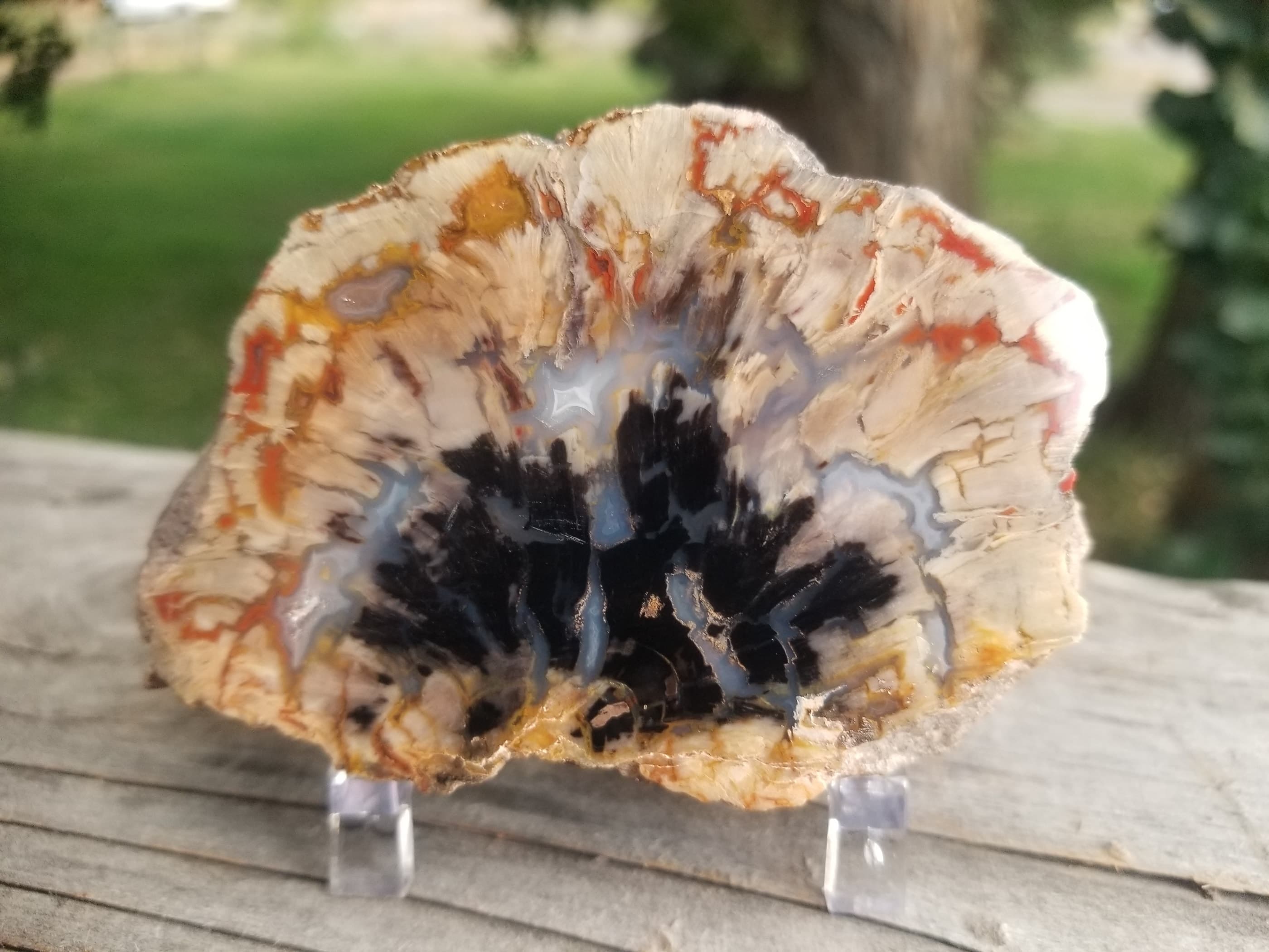 Rainbow Henry Mountains Double End Polished Petrified Wood Round Thick Slab - Morrison Formation