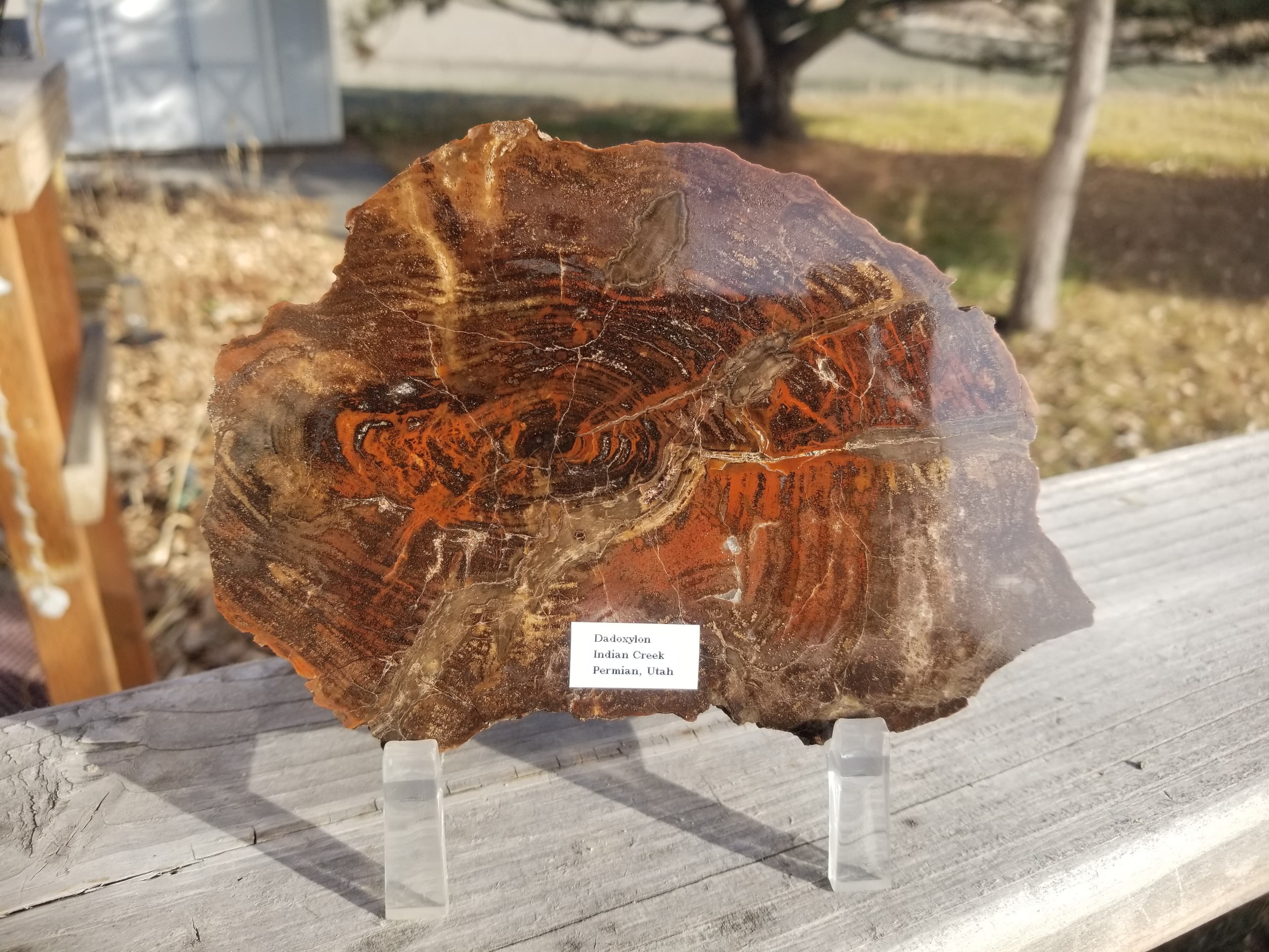 Beautiful Rare Indian Creek UT Polished Petrified Wood Round Dadoxylon Permian 6"x4"