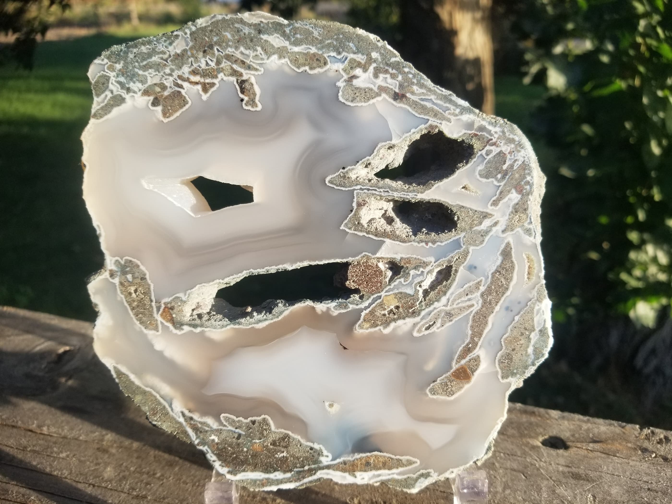 Beautiful Large 4+Lb Polished Wiggins Fork Agate Limb Cast - Petrified Wood Tree Limb w/Hollow Core
