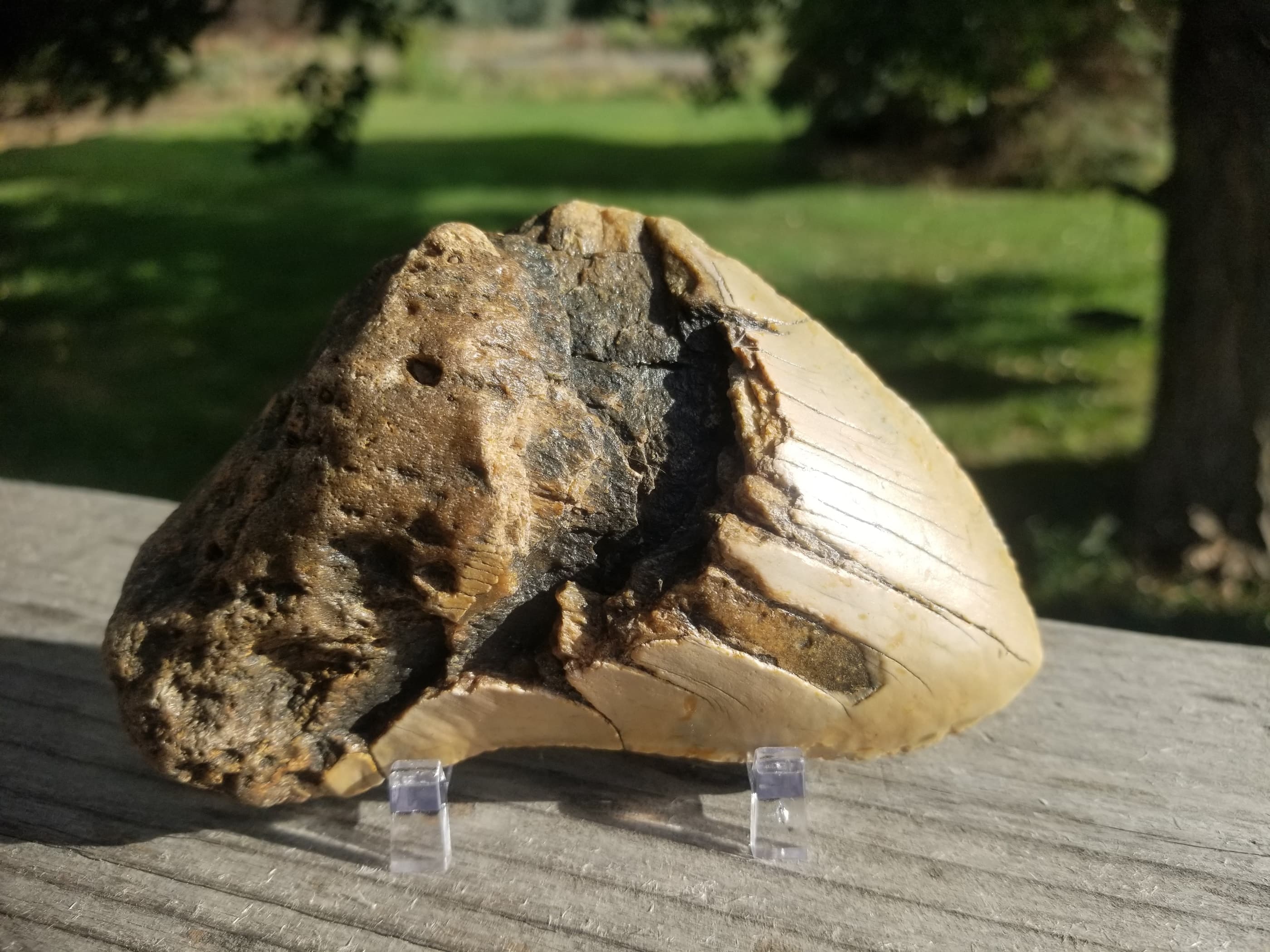 Beautiful Large 5" Megalodon Tooth Fossil Natural East Coast U.S.