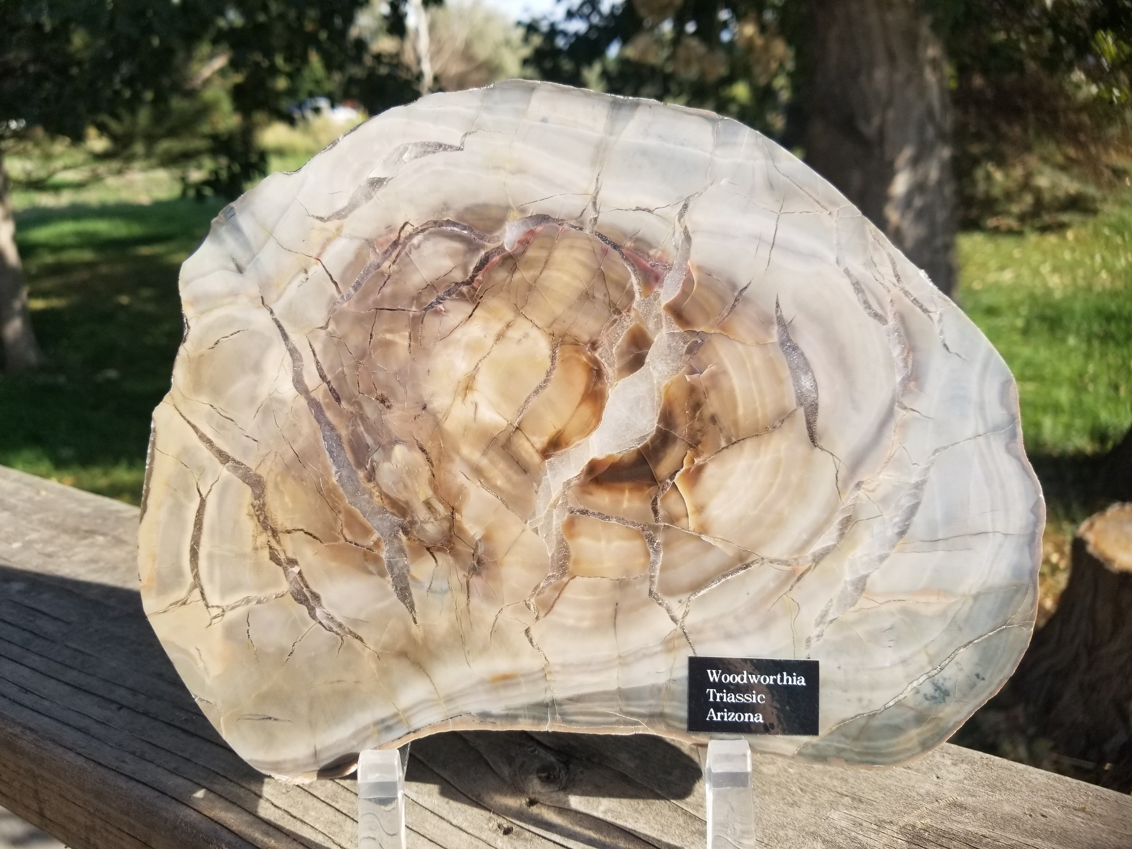 Beautiful Large Woodworthia Polished Petrified Wood Round Display Triassic 8.5"x7" Arizona