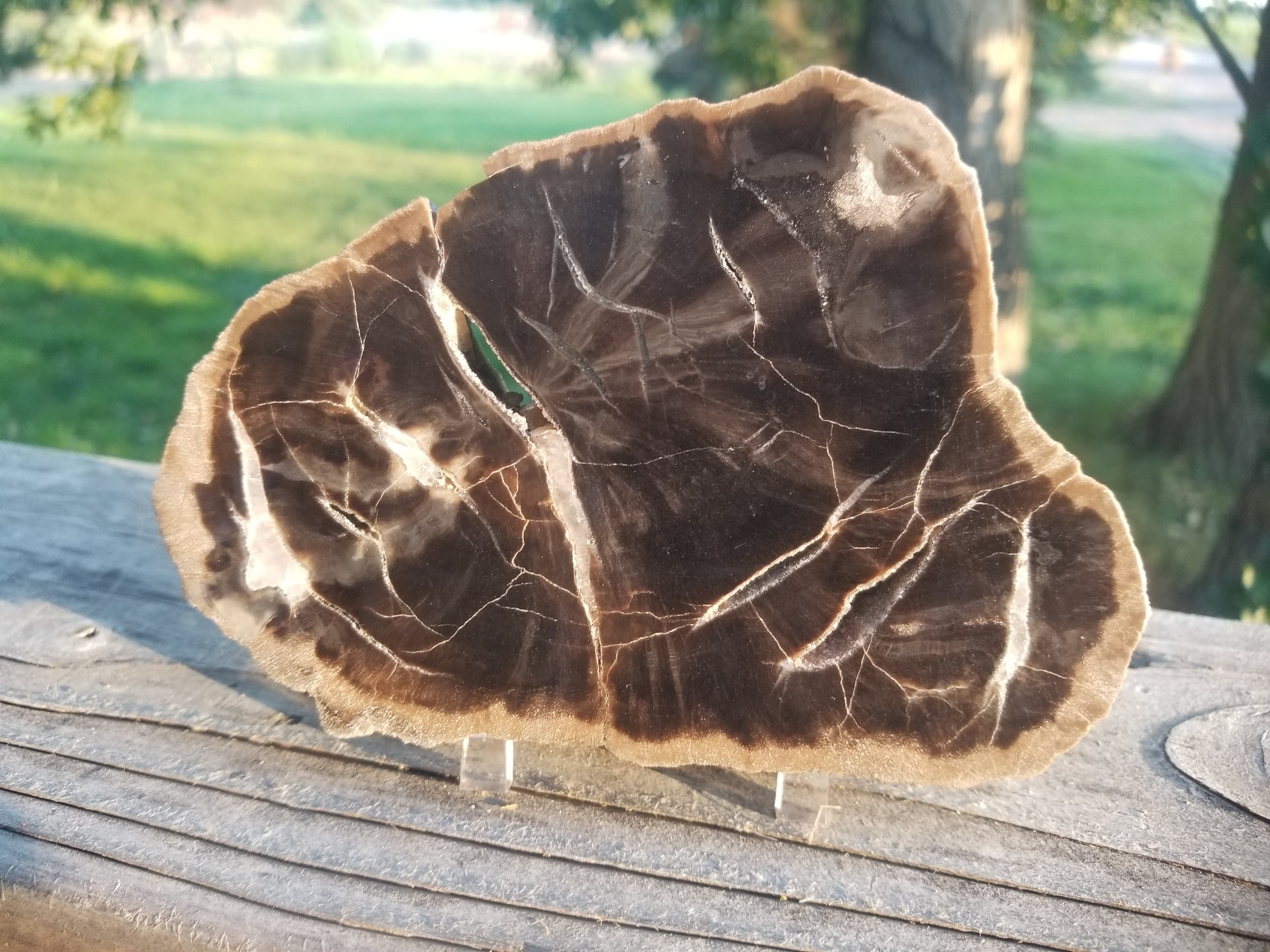 Beautiful Woodworthia Polished Petrified Wood Round Display Triassic 5.5"x4" Arizona