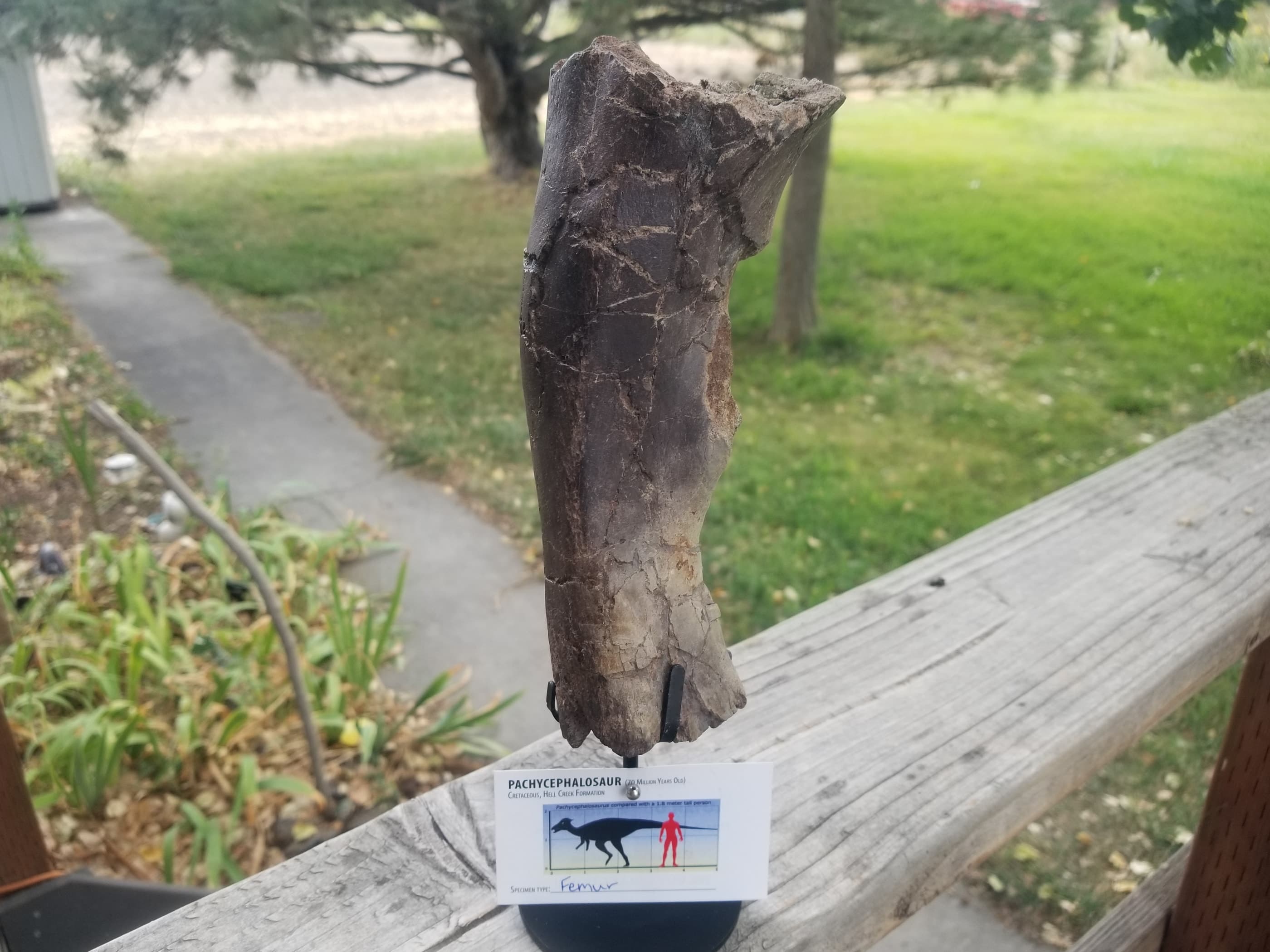 Beautiful Pachycephalosaurus "Hard Head" Femur Section Fossil Specimen Cretaceous Hell Creek MT
