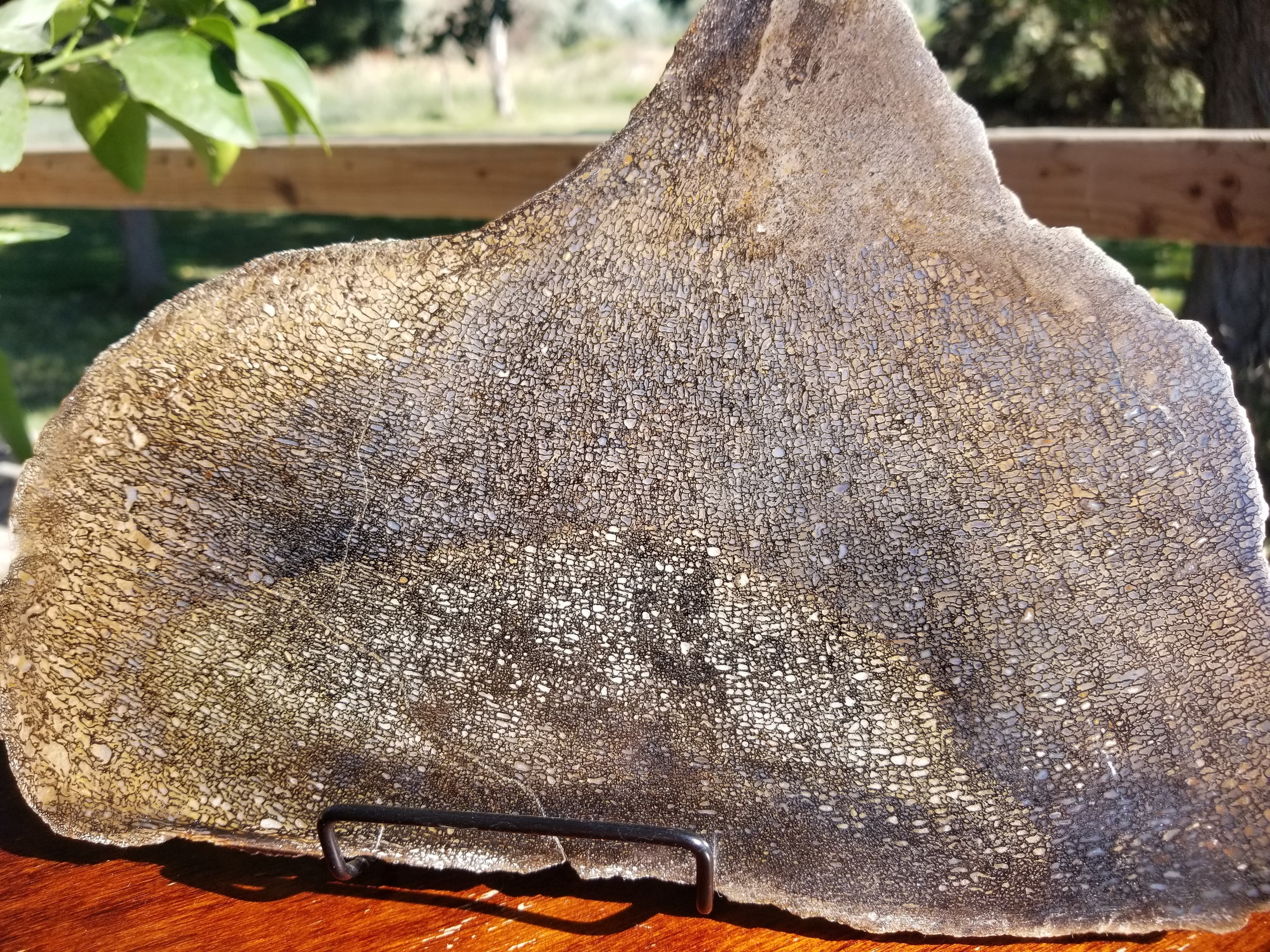 Beautiful Polished Agatized Dinosaur Gem Bone Slab 10x7" - 826g Jurassic Morrison, CO