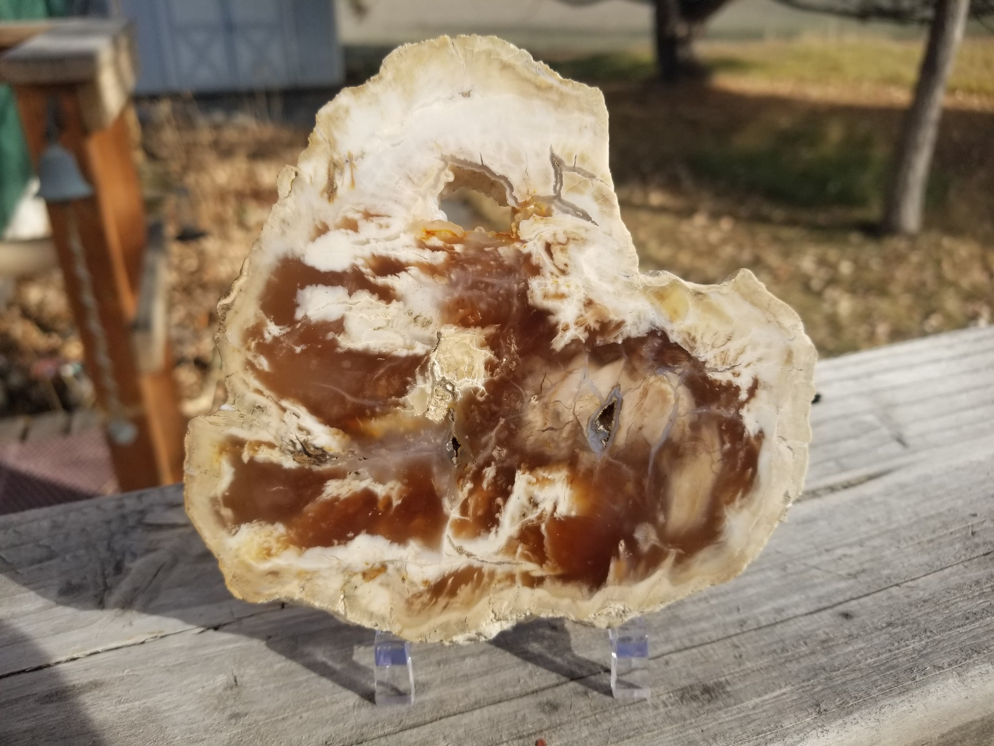 Beautiful Polished Bald Cypress Petrified Wood 5" Round Slab Washington Felt Backer Look