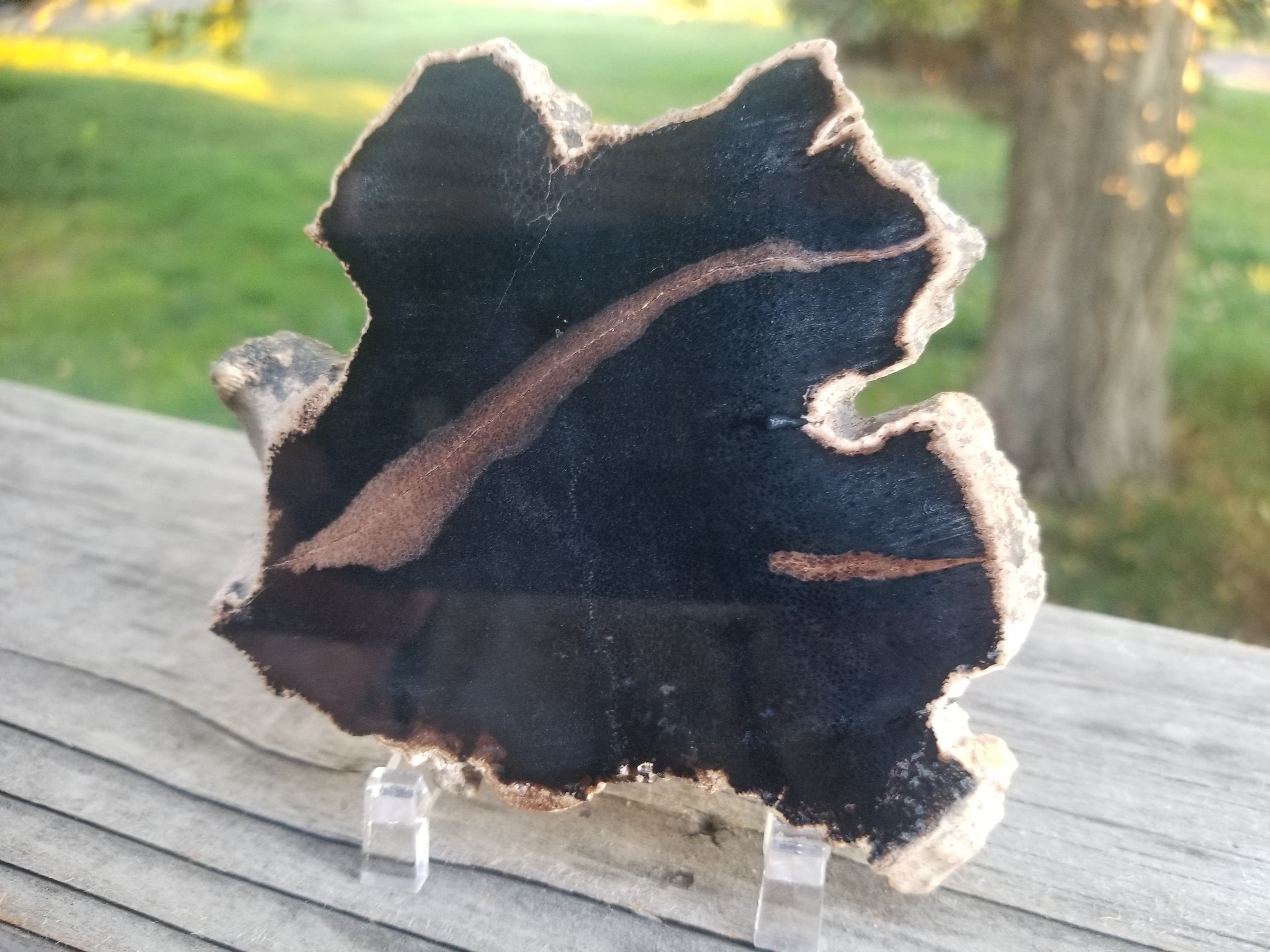 Beautiful Polished Petrified Palm Wood Slab Specimen - Wyoming Agatized Wood Eden Valley