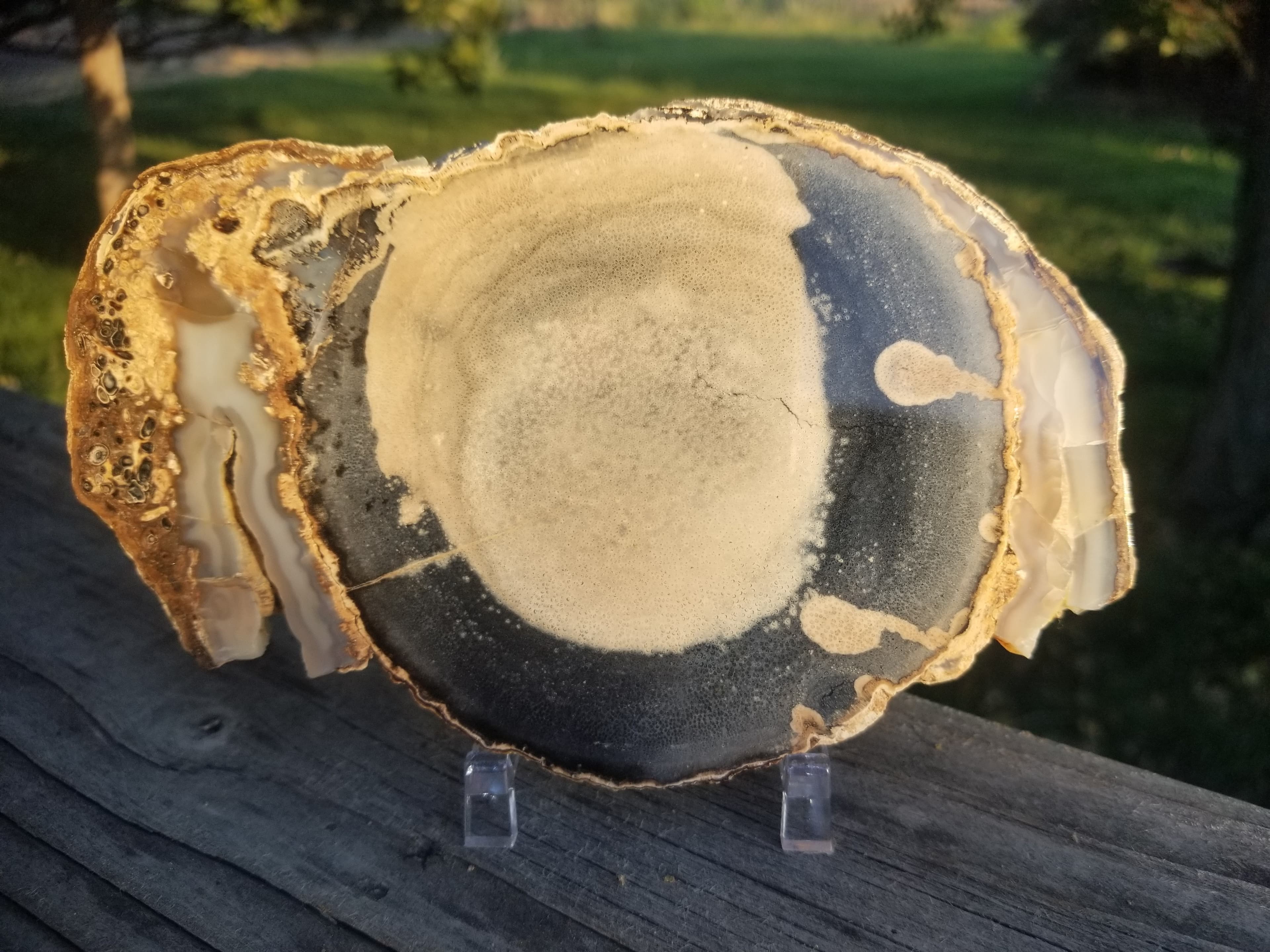 Beautiful Polished Blue Forest Petrified Palm Wood Slab Specimen - Wyoming Agatized Wood Eden Valley