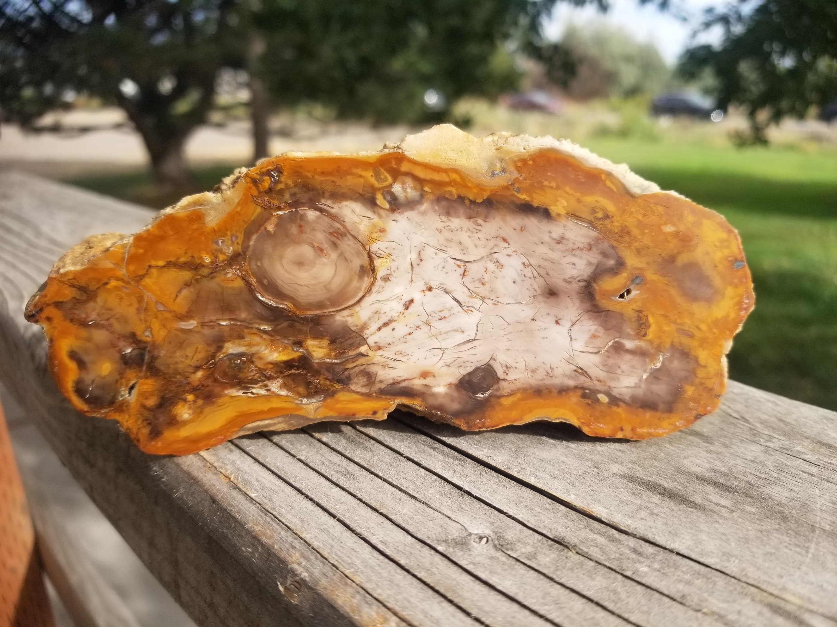 Beautiful Polished Petrified Wood Round Specimen Natural Agatized - Unknown Origin Old Collection 2.4Lb