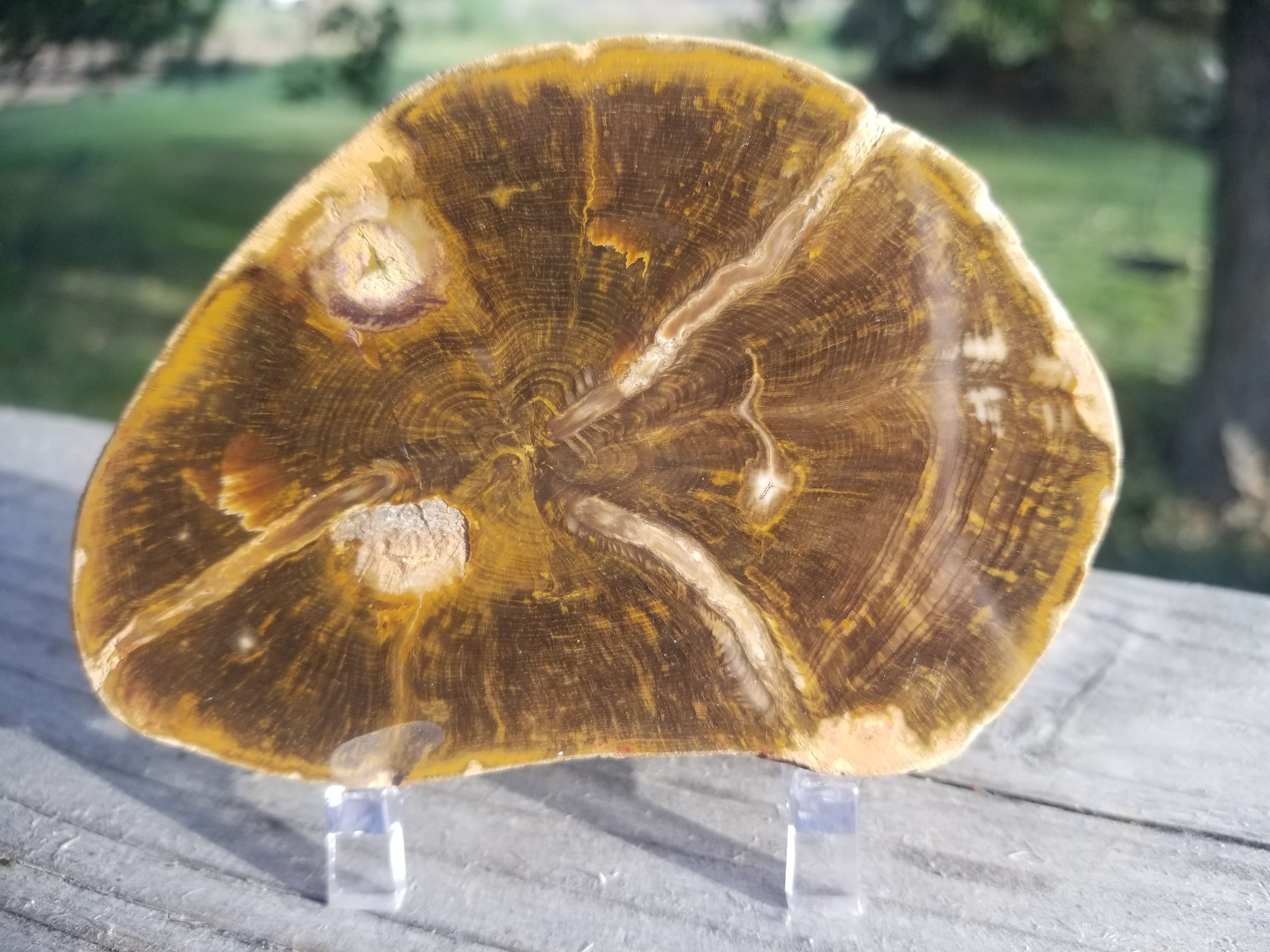 Beautiful Polished Petrified Wood Round Thick Slab Specimen - Unknown Origin Old Collection 4x3"