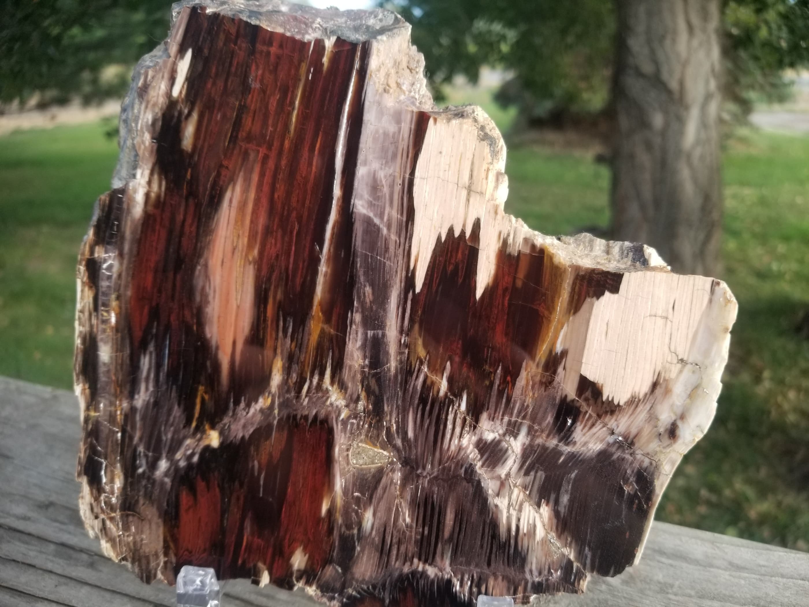 Beautiful Polished Petrified Wood Round Thick Slab Specimen - Unknown Origin Old Collection 3x3.5"