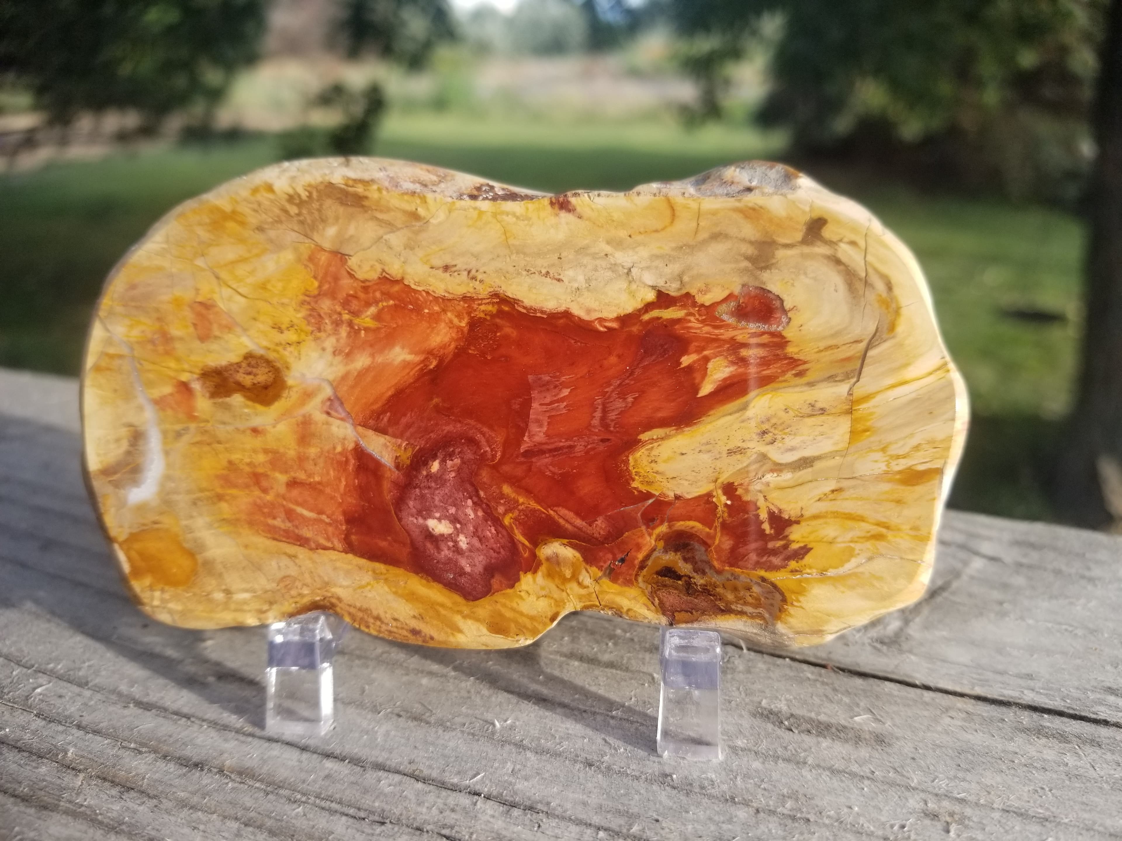 Beautiful Polished Petrified Wood Round Thick Slab Specimen - Unknown Origin Old Collection 4x2.25"