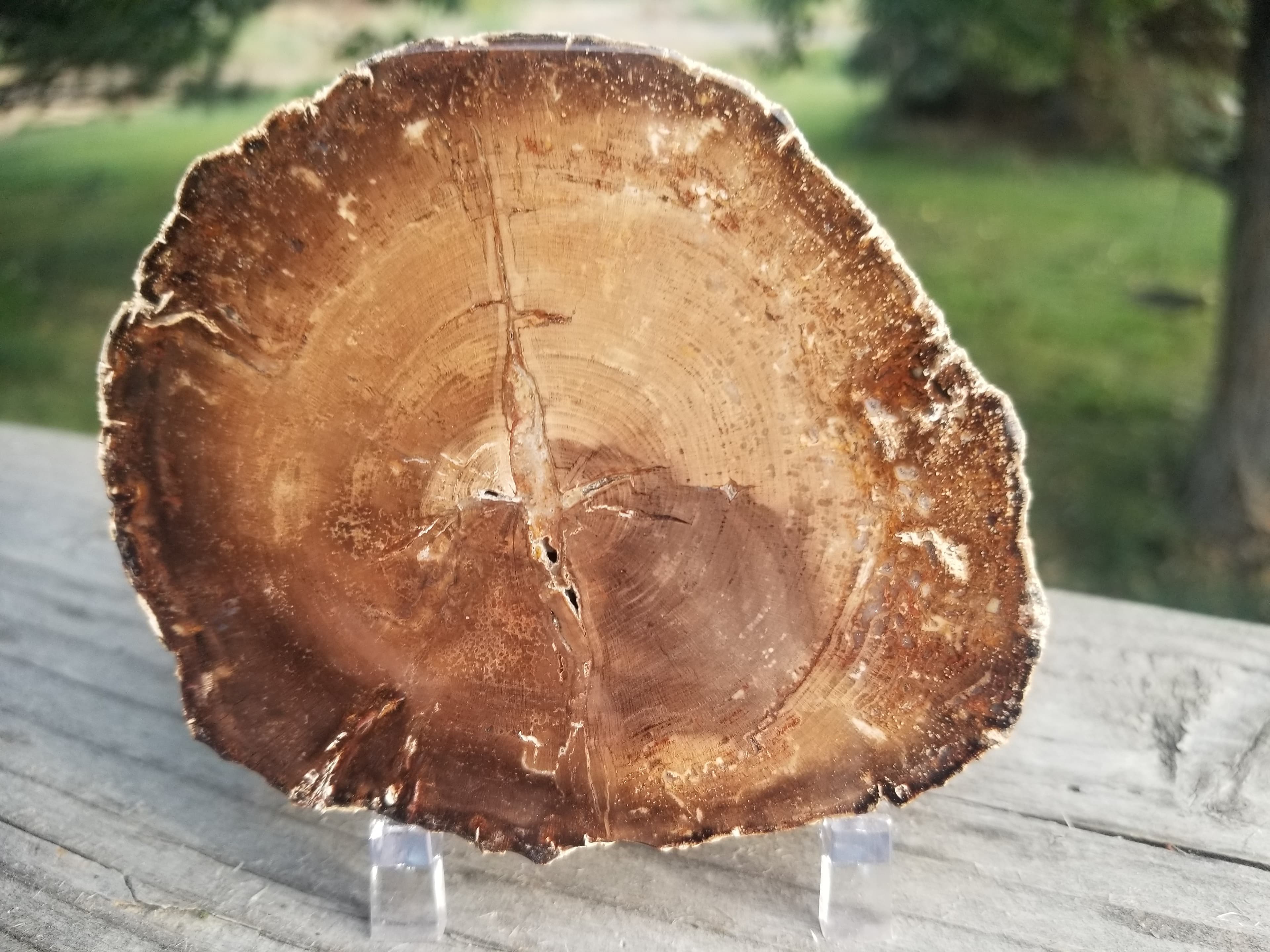 Beautiful Polished Petrified Wood Round Thick Slab Specimen - Unknown Origin Old Collection 3x3.5"
