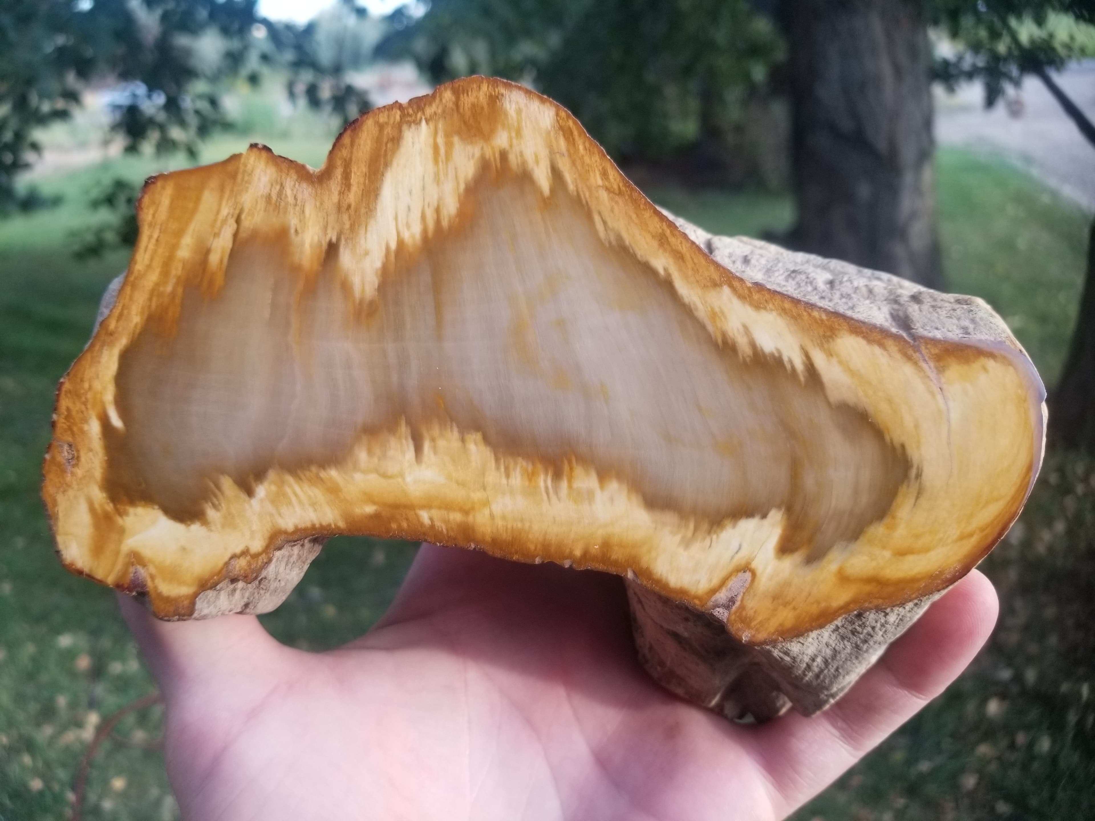 Beautiful Polished Petrified Wood Round Specimen Natural Agatized - Unknown Origin Old Collection 2.4Lb