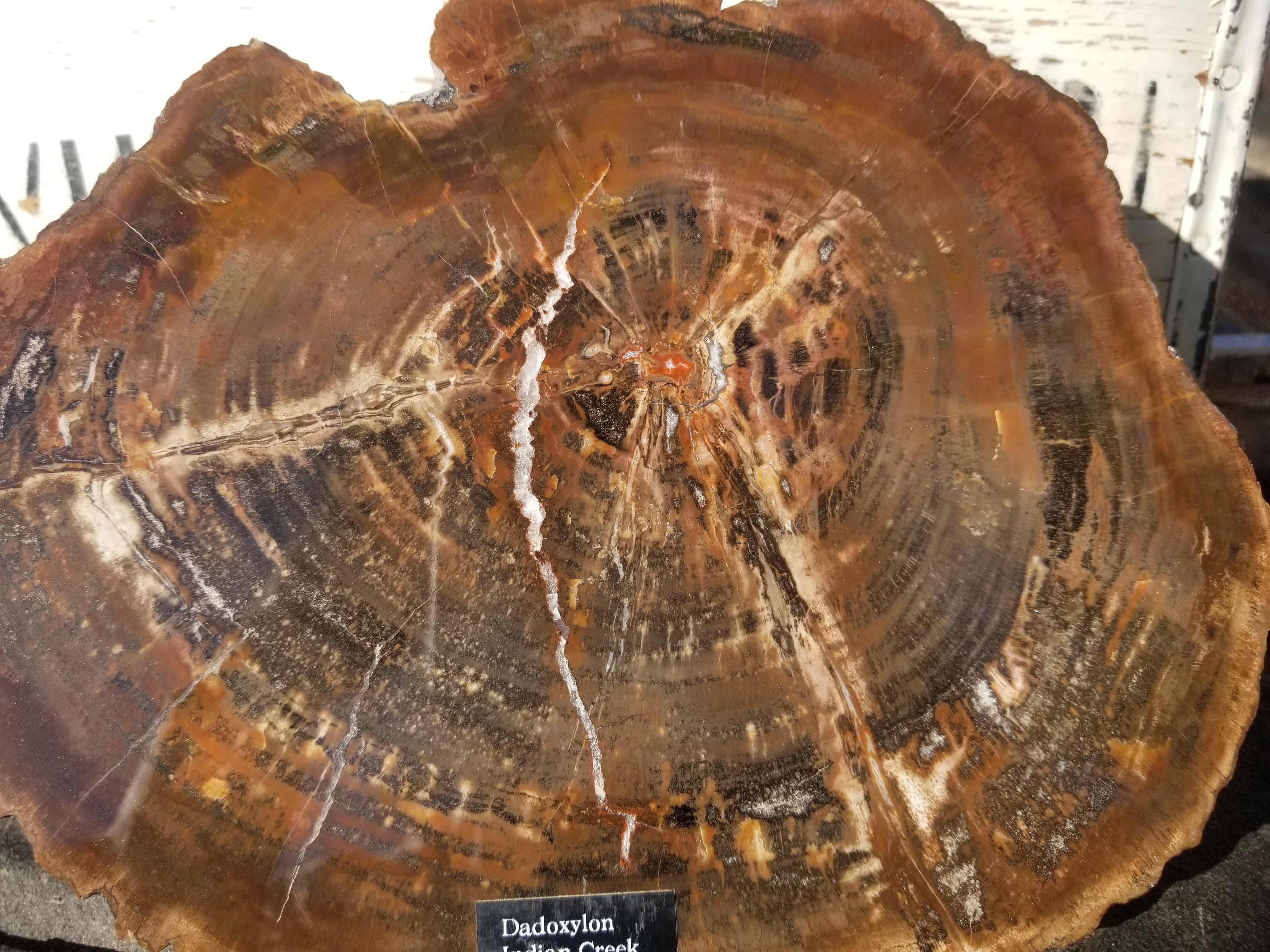 Beautiful Large Rare Indian Creek UT Polished Petrified Wood Round Dadoxylon Permian Fortifications 10x8"