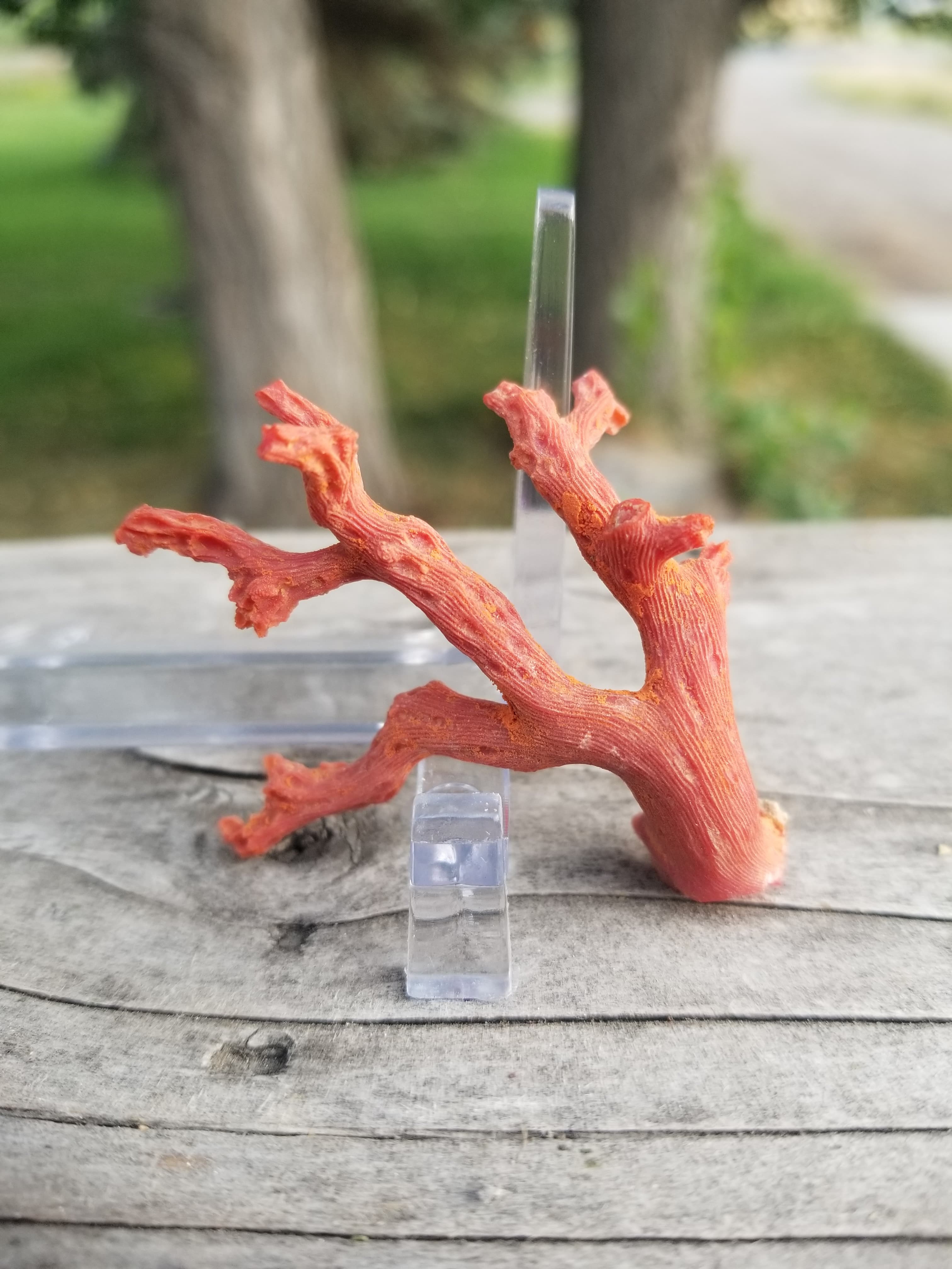 Beautiful Rare Mediterranean Precious Red Coral Unpolished Loose Branch Corallium Rubrum 8g Natural