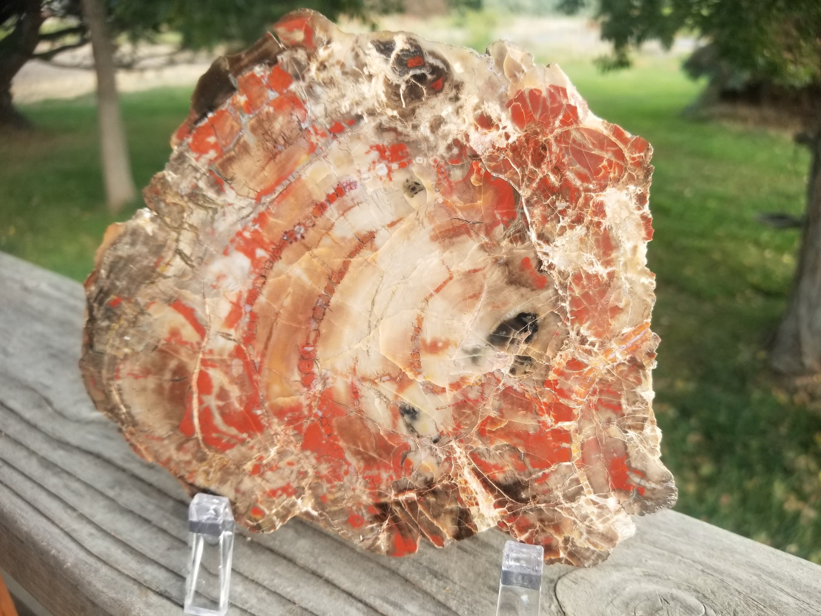 Beautiful Unique Polished Boulder Mountain Bogwood UT Petrified Wood Round 7.25x5" 1+Lb